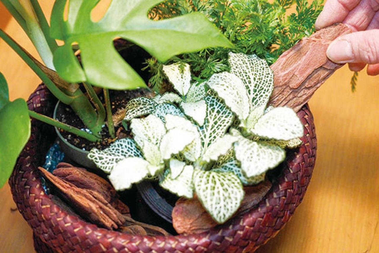 ミニ観葉植物の育て方まるわかりガイド。鉢の選び方からお手入れまで（画像6）