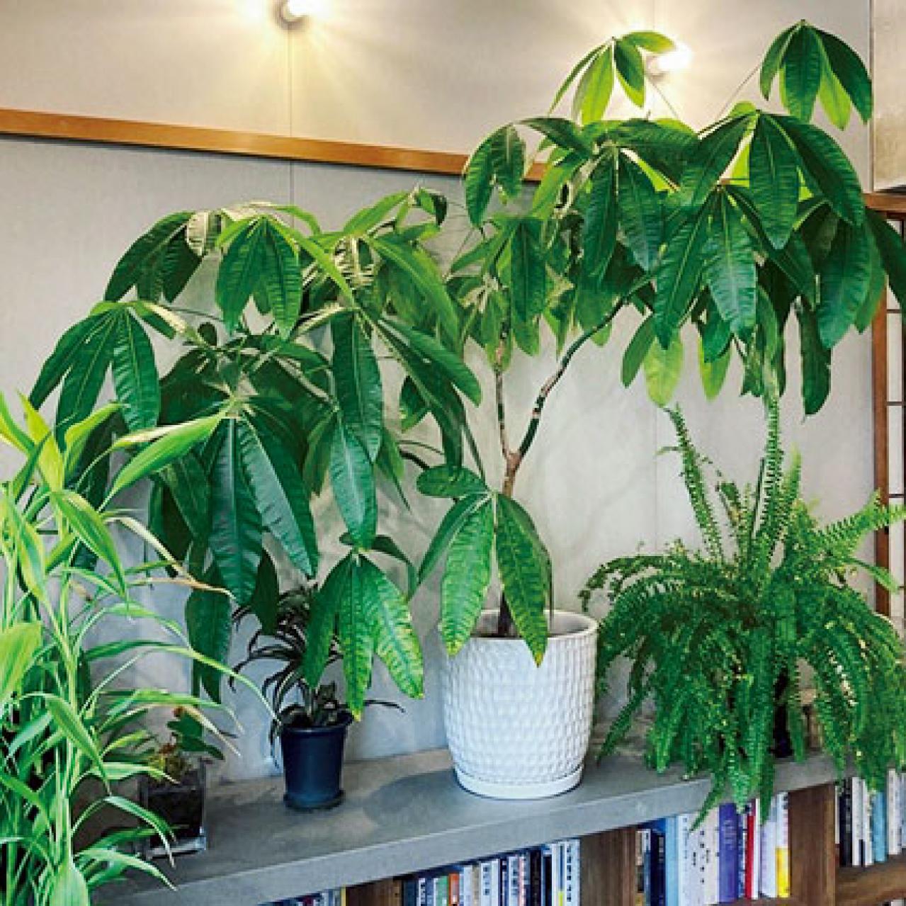 観葉植物のインテリア実例　ハンギングと床置きの絶妙バランス&和モダンな空間（画像15）