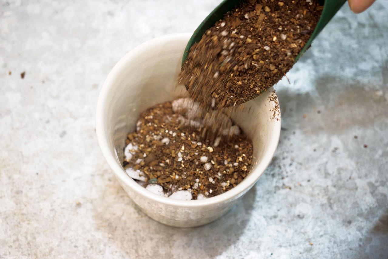 ミニ観葉植物の育て方まるわかりガイド。鉢の選び方からお手入れまで（画像13）