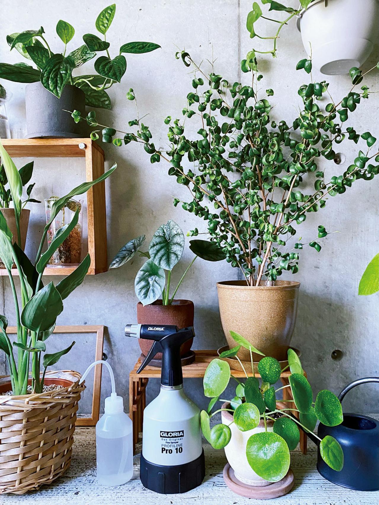 観葉植物のインテリア実例　古民家のような部屋＆コンクリート打ちっぱなしの壁（画像11）