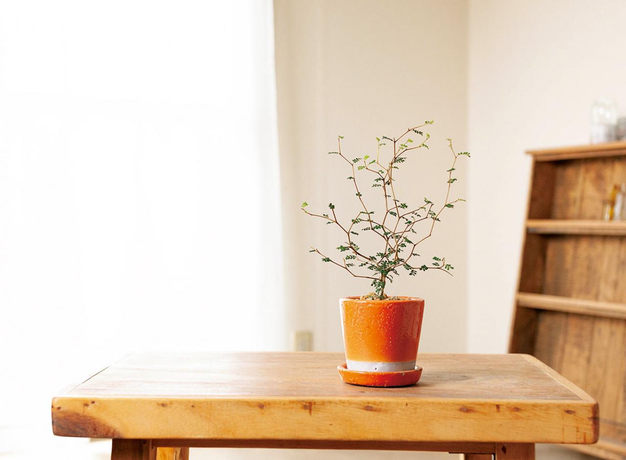 【ミニ観葉植物】人気15選！　人気ネットショップ「e -花屋さん」がおすすめ（画像2）