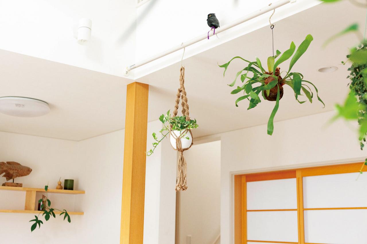 【ミニ観葉植物】人気15選！　人気ネットショップ「e -花屋さん」がおすすめ