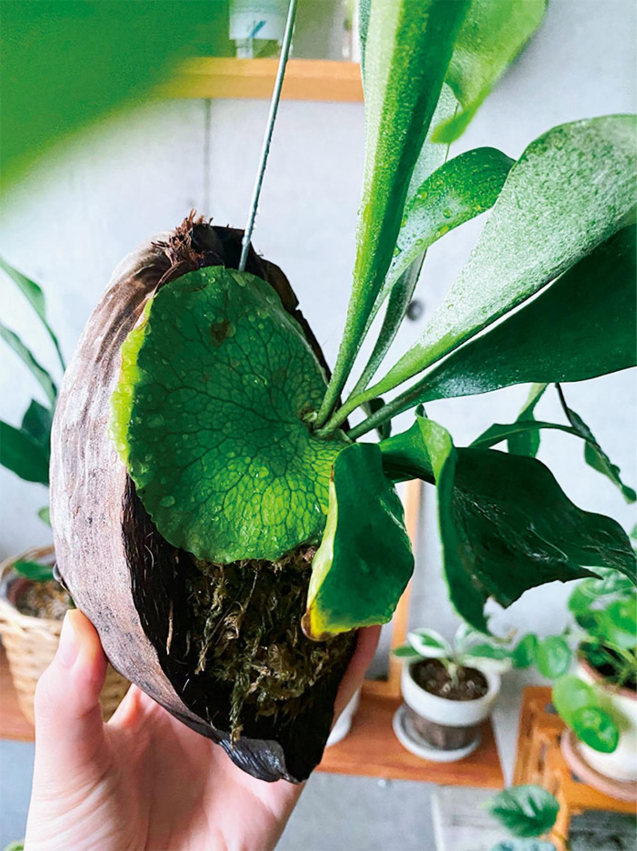 観葉植物のインテリア実例　古民家のような部屋＆コンクリート打ちっぱなしの壁（画像12）