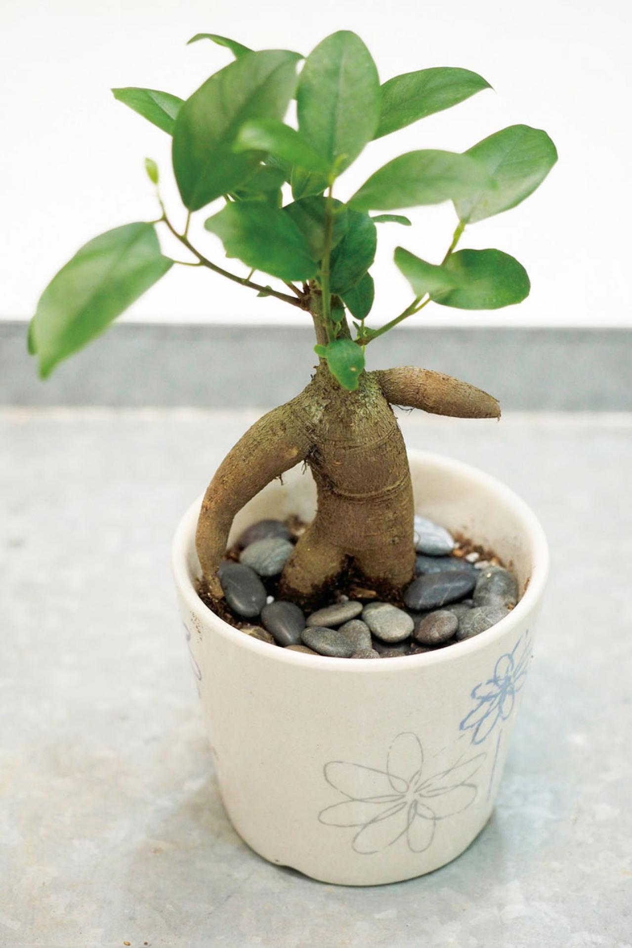 ミニ観葉植物の育て方まるわかりガイド。鉢の選び方からお手入れまで（画像9）