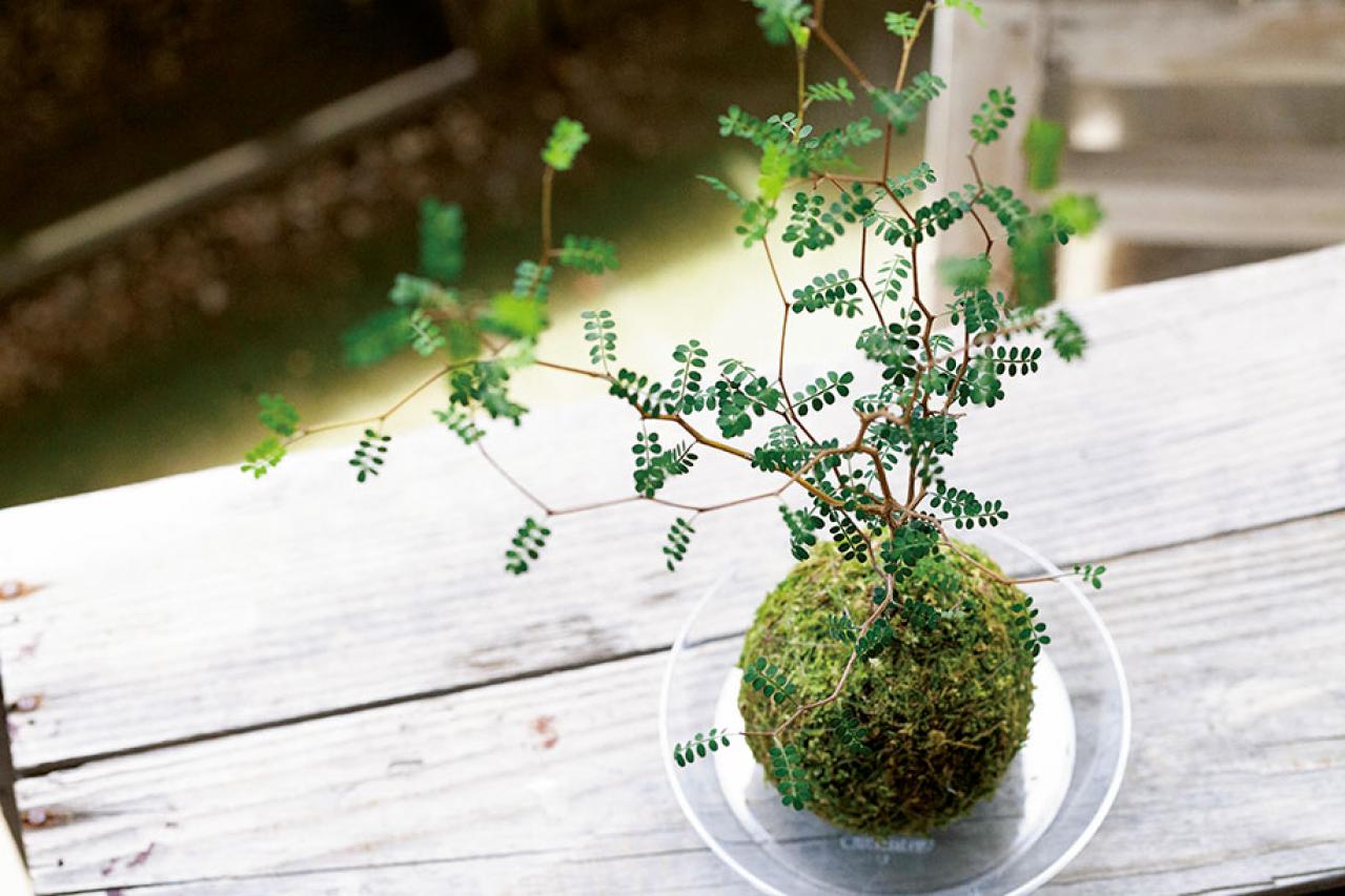 【ミニ観葉植物】人気15選！　人気ネットショップ「e -花屋さん」がおすすめ（画像3）