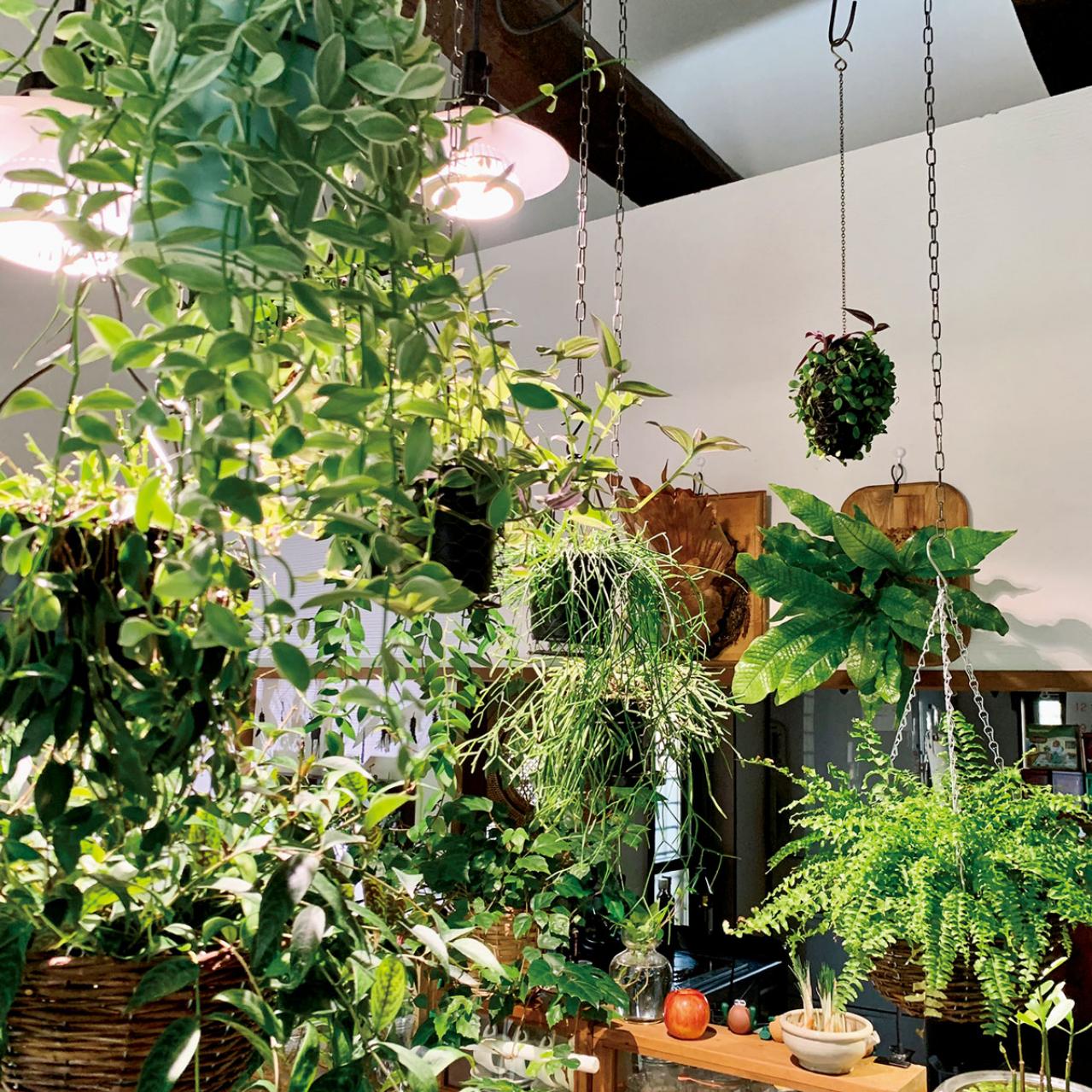 観葉植物のインテリア実例　古民家のような部屋＆コンクリート打ちっぱなしの壁（画像3）