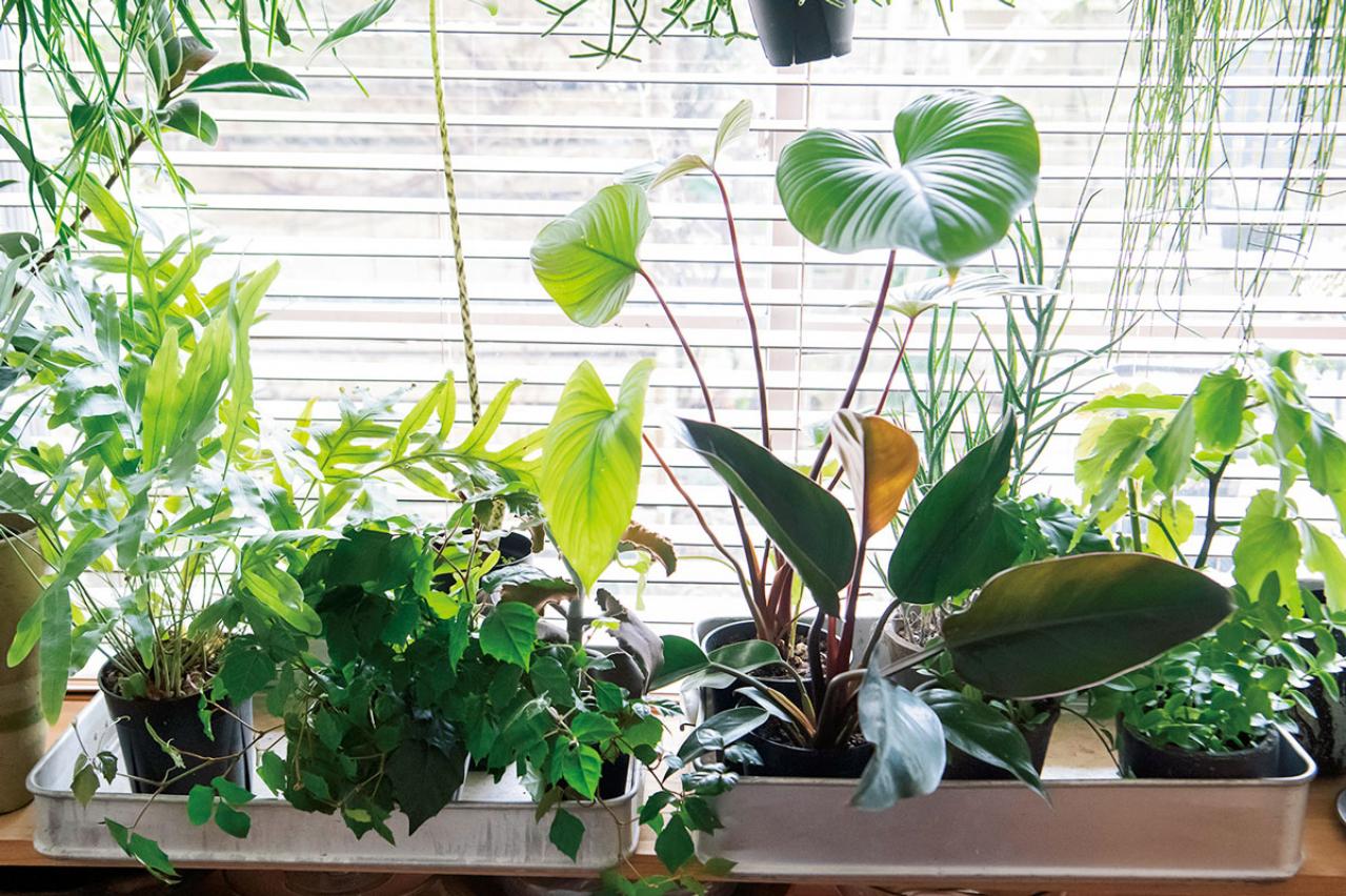 初めての私にもできそう！　プロが伝授　インドアグリーンのある心地いい空間のつくり方【観葉植物】（画像7）