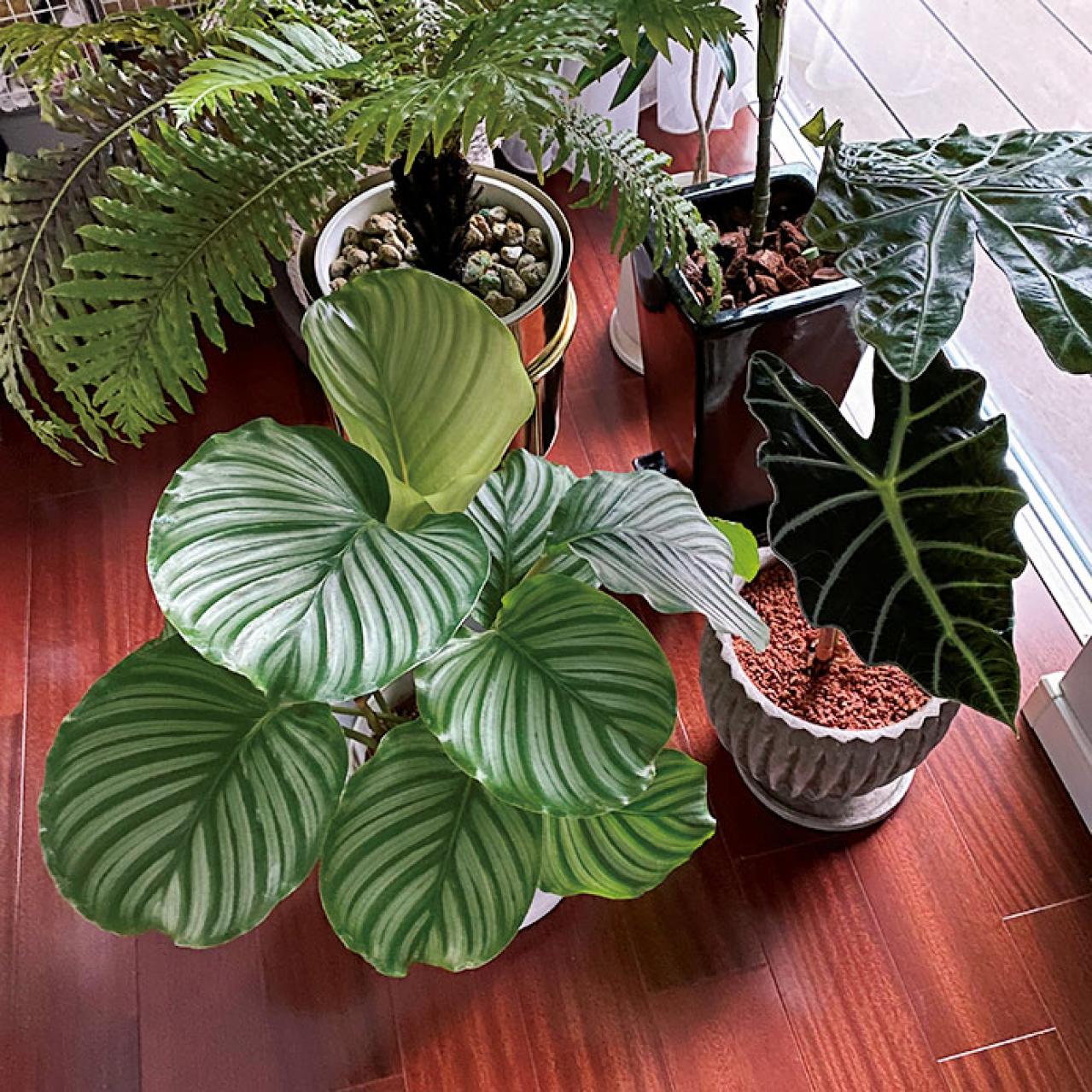 観葉植物のインテリア実例　ハンギングと床置きの絶妙バランス&和モダンな空間（画像6）