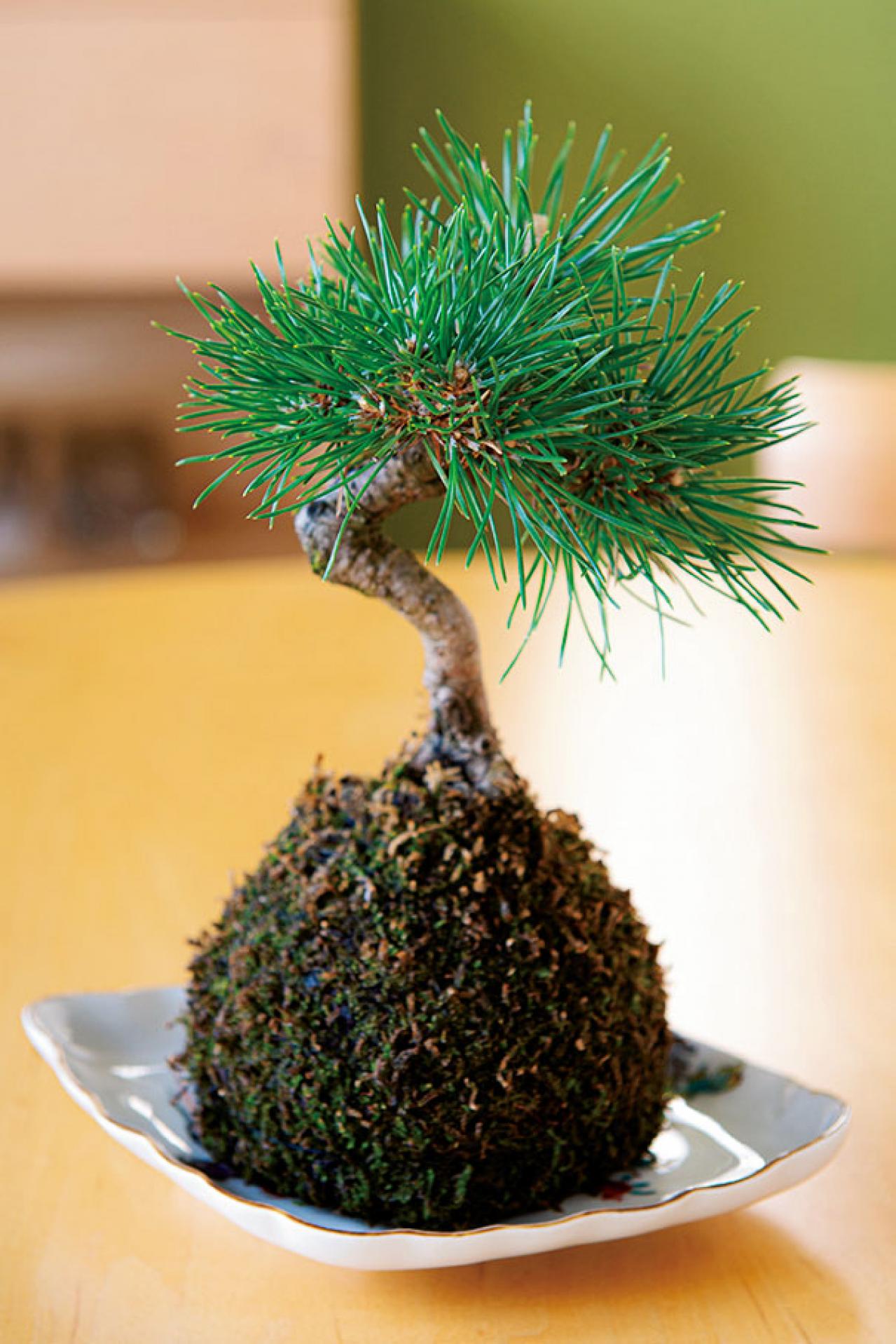 観葉植物のインテリア実例　ガジュマルの木の下でのんびり読書。「家の中だということを忘れてしまいそう」（画像4）