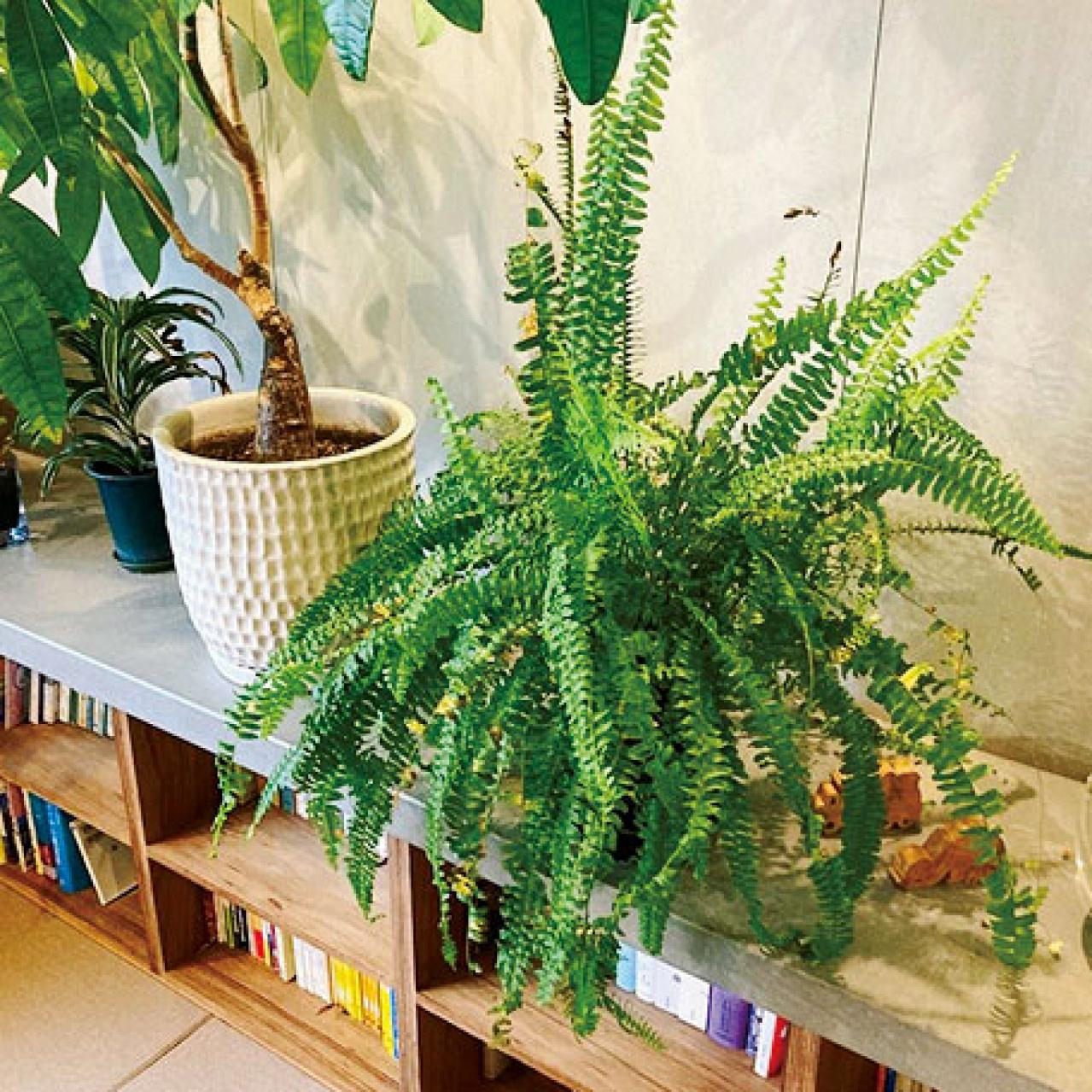 観葉植物のインテリア実例　ハンギングと床置きの絶妙バランス&和モダンな空間（画像14）