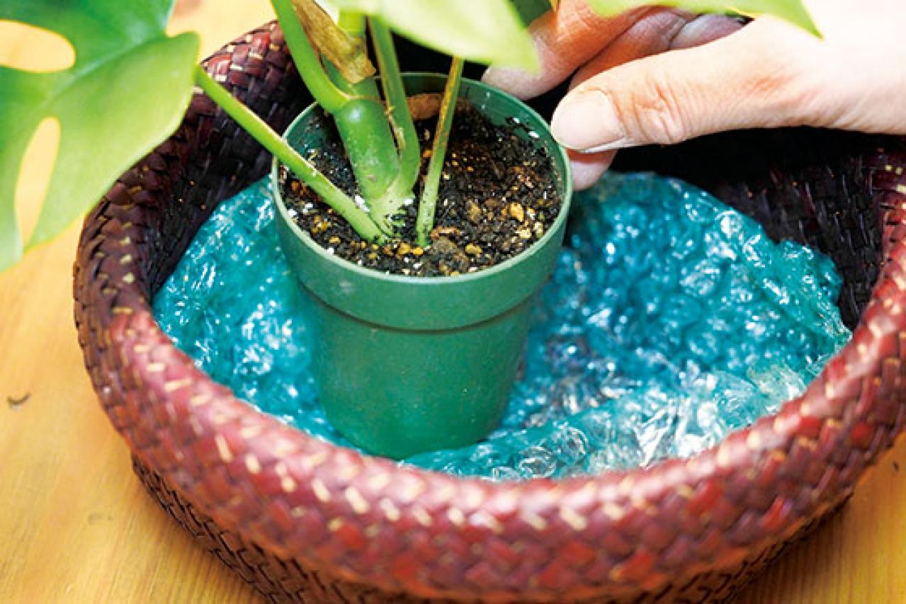 ミニ観葉植物の育て方まるわかりガイド。鉢の選び方からお手入れまで（画像5）