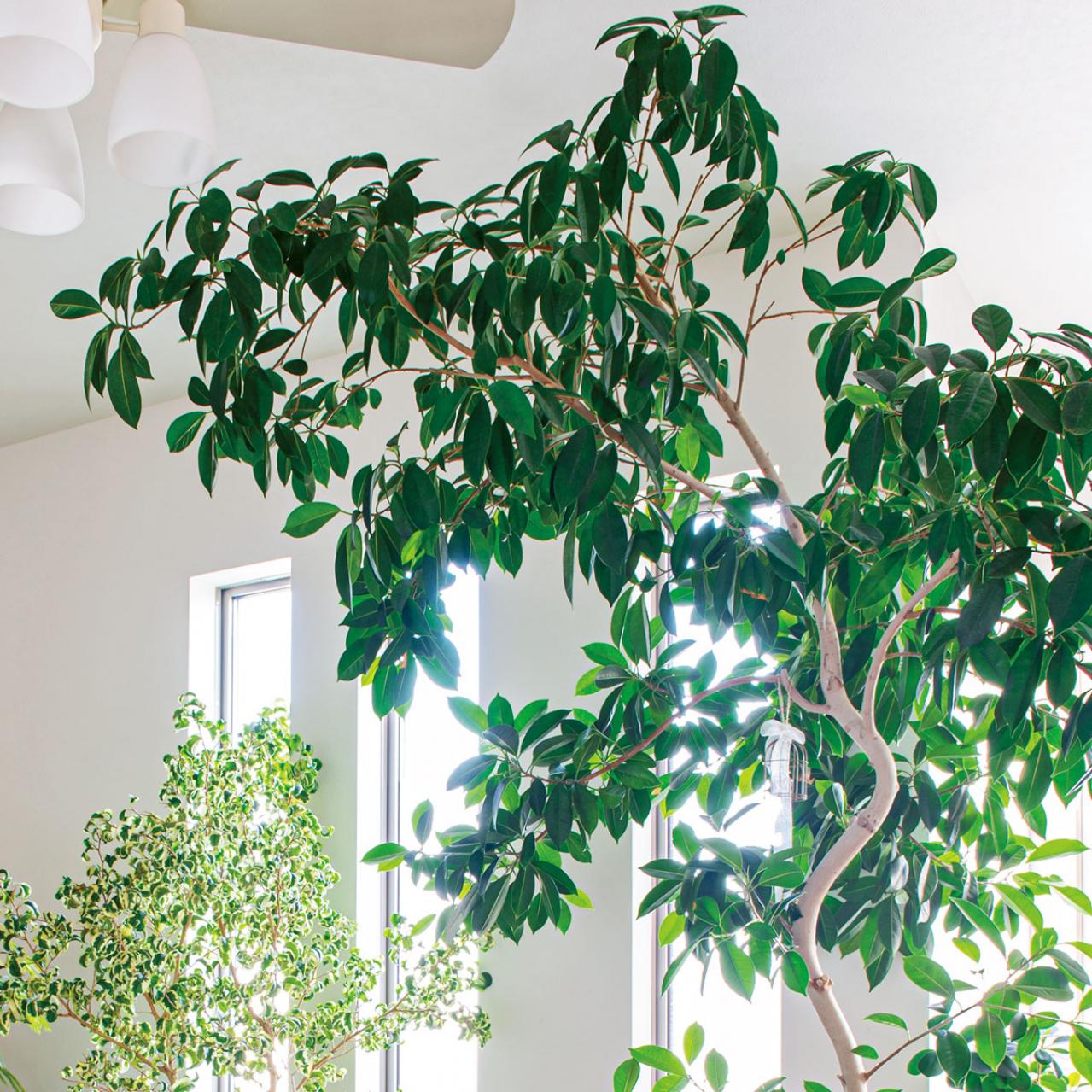 【観葉植物】植物大好きインスタグラマーの観葉生活を拝見Part３｜コンセプトは日本庭園。植物の数もお世話も引き算の発想で！【実例】（画像10）