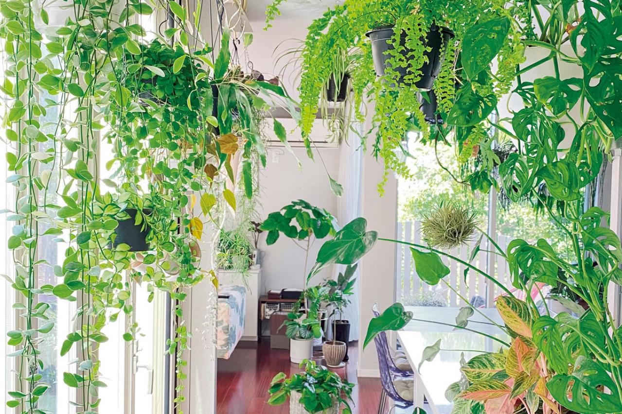 観葉植物のインテリア実例　ハンギングと床置きの絶妙バランス&和モダンな空間