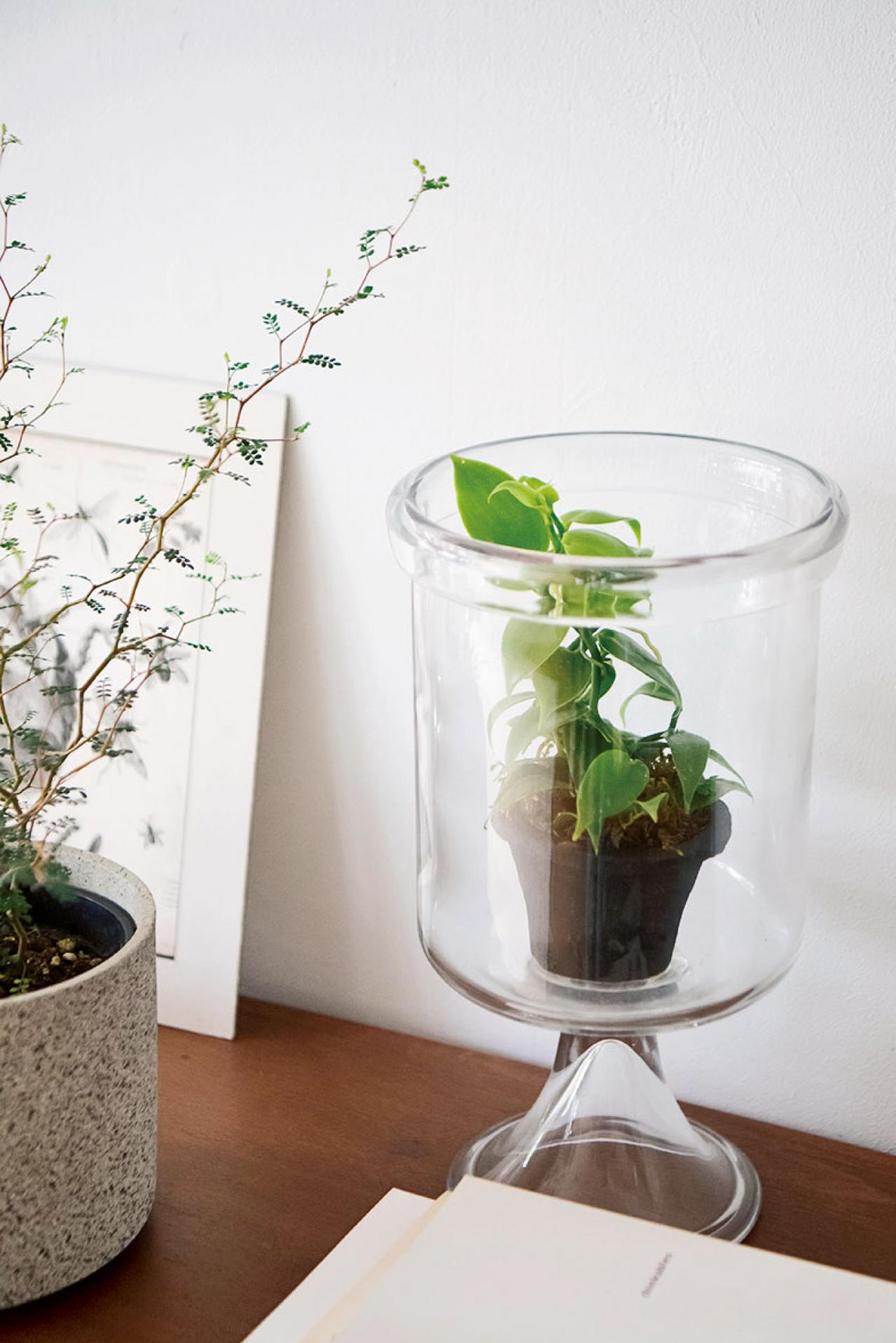 初めての私にもできそう！　プロが伝授　インドアグリーンのある心地いい空間のつくり方【観葉植物】（画像9）