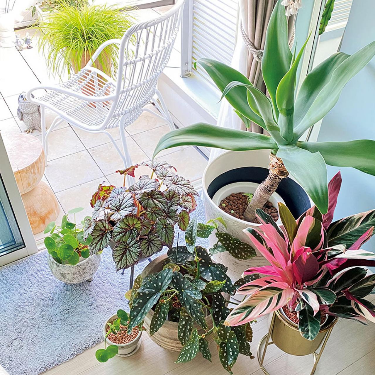 観葉植物のインテリア実例　ハンギングと床置きの絶妙バランス&和モダンな空間（画像5）