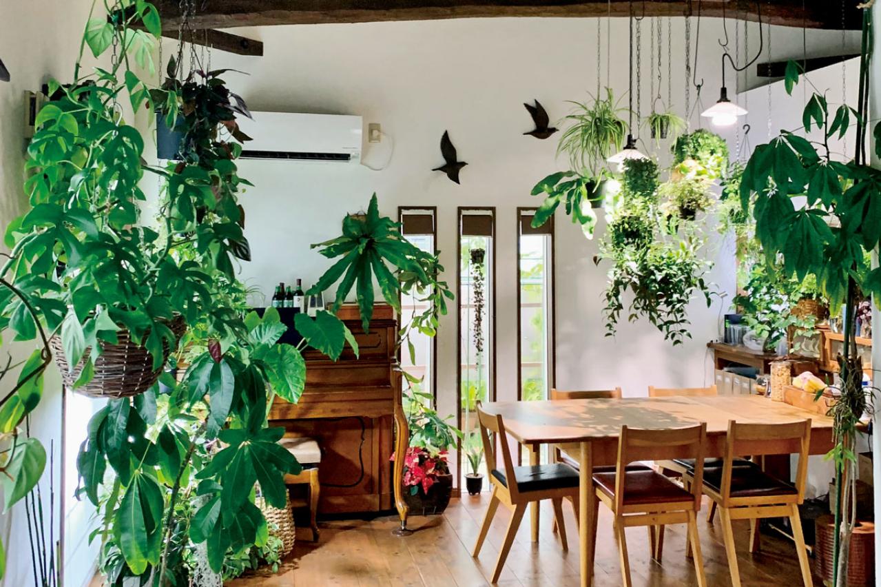 観葉植物のインテリア実例　古民家のような部屋＆コンクリート打ちっぱなしの壁