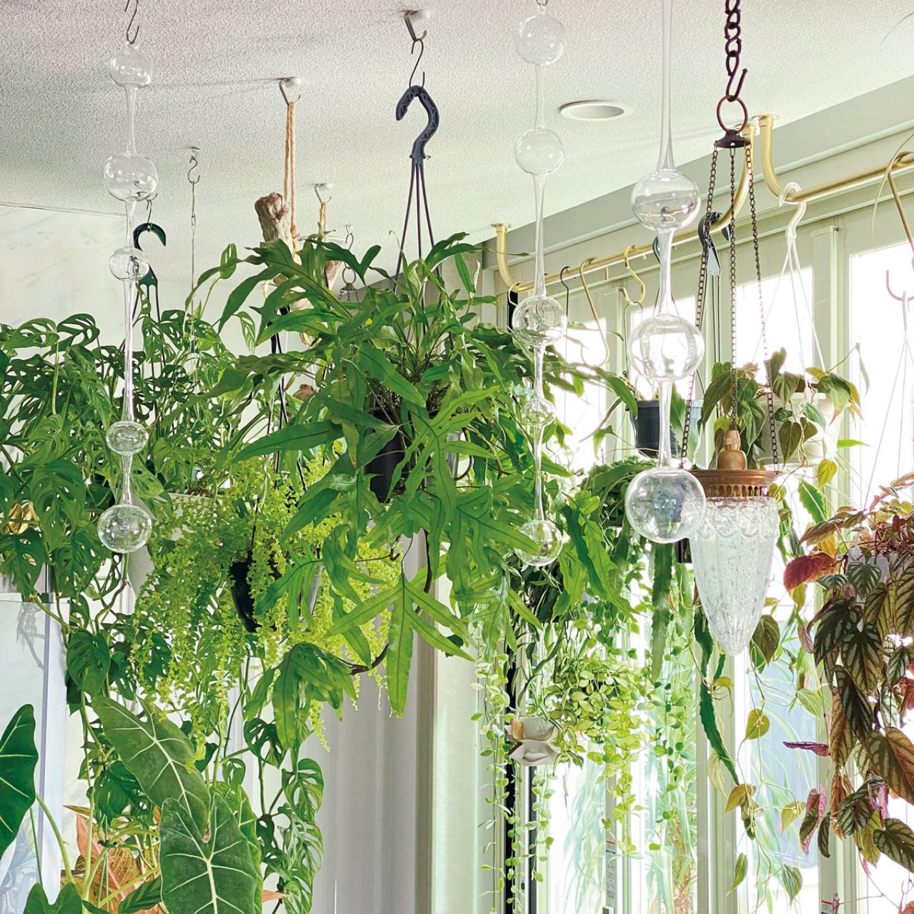 観葉植物のインテリア実例　ハンギングと床置きの絶妙バランス&和モダンな空間（画像2）