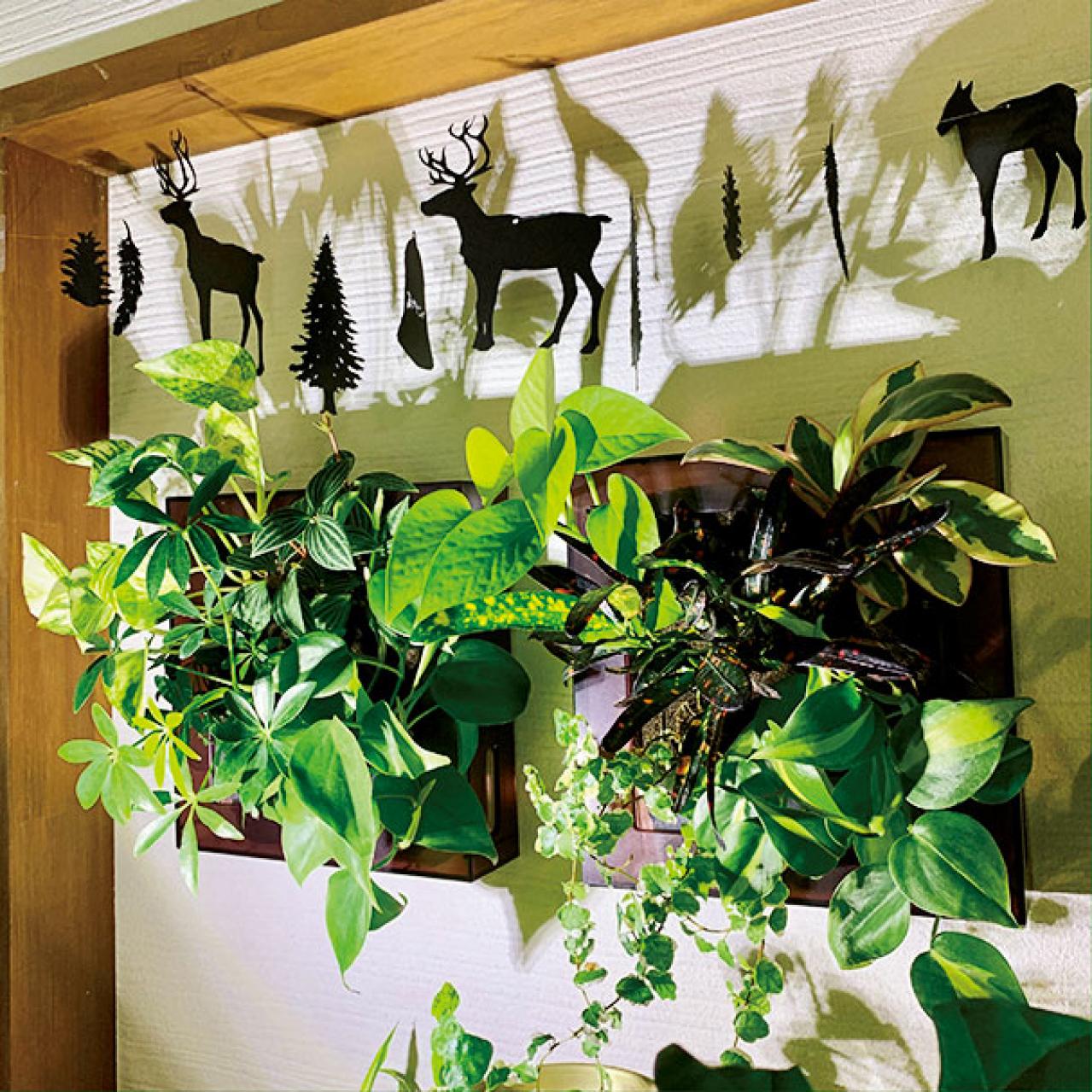 観葉植物のインテリア実例　古民家のような部屋＆コンクリート打ちっぱなしの壁（画像6）