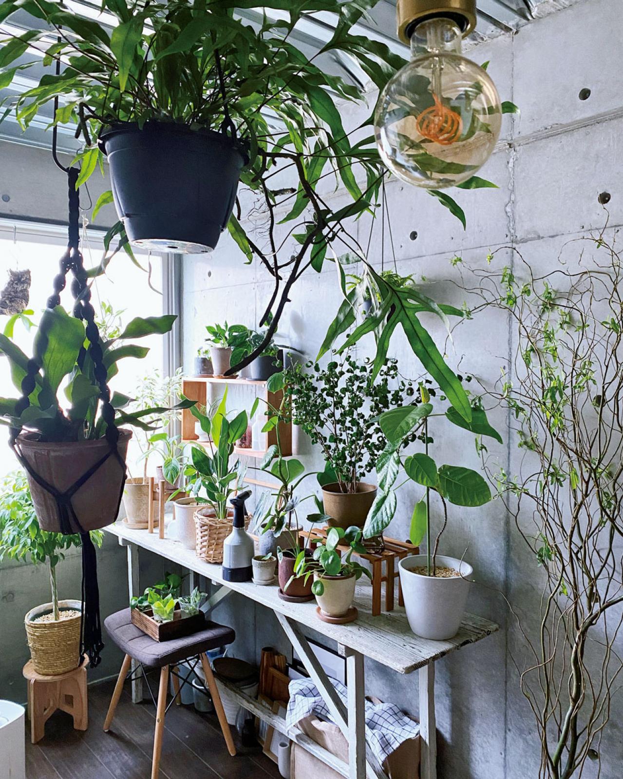観葉植物のインテリア実例　古民家のような部屋＆コンクリート打ちっぱなしの壁（画像10）