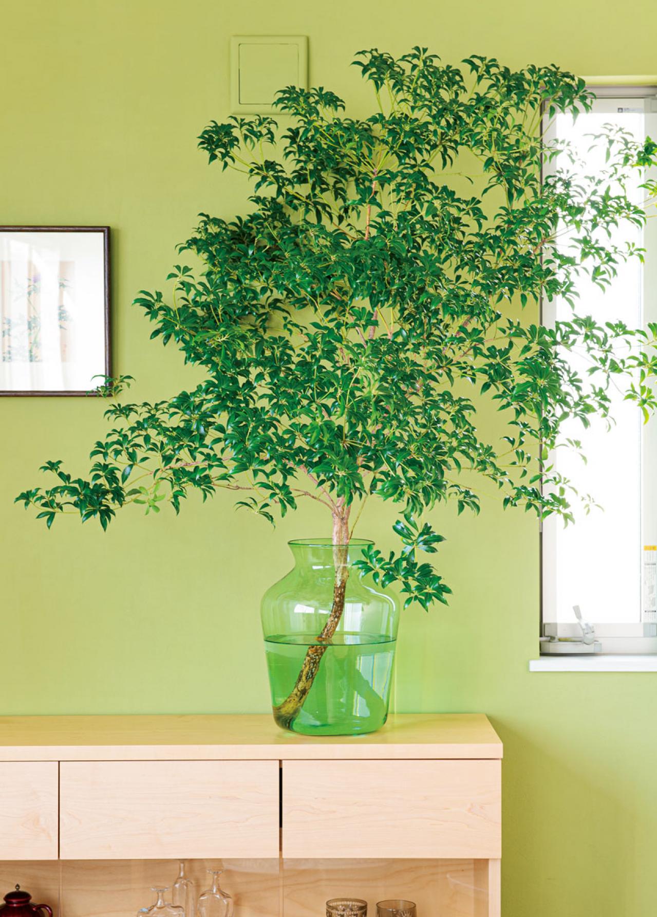 観葉植物のインテリア実例　ガジュマルの木の下でのんびり読書。「家の中だということを忘れてしまいそう」（画像5）