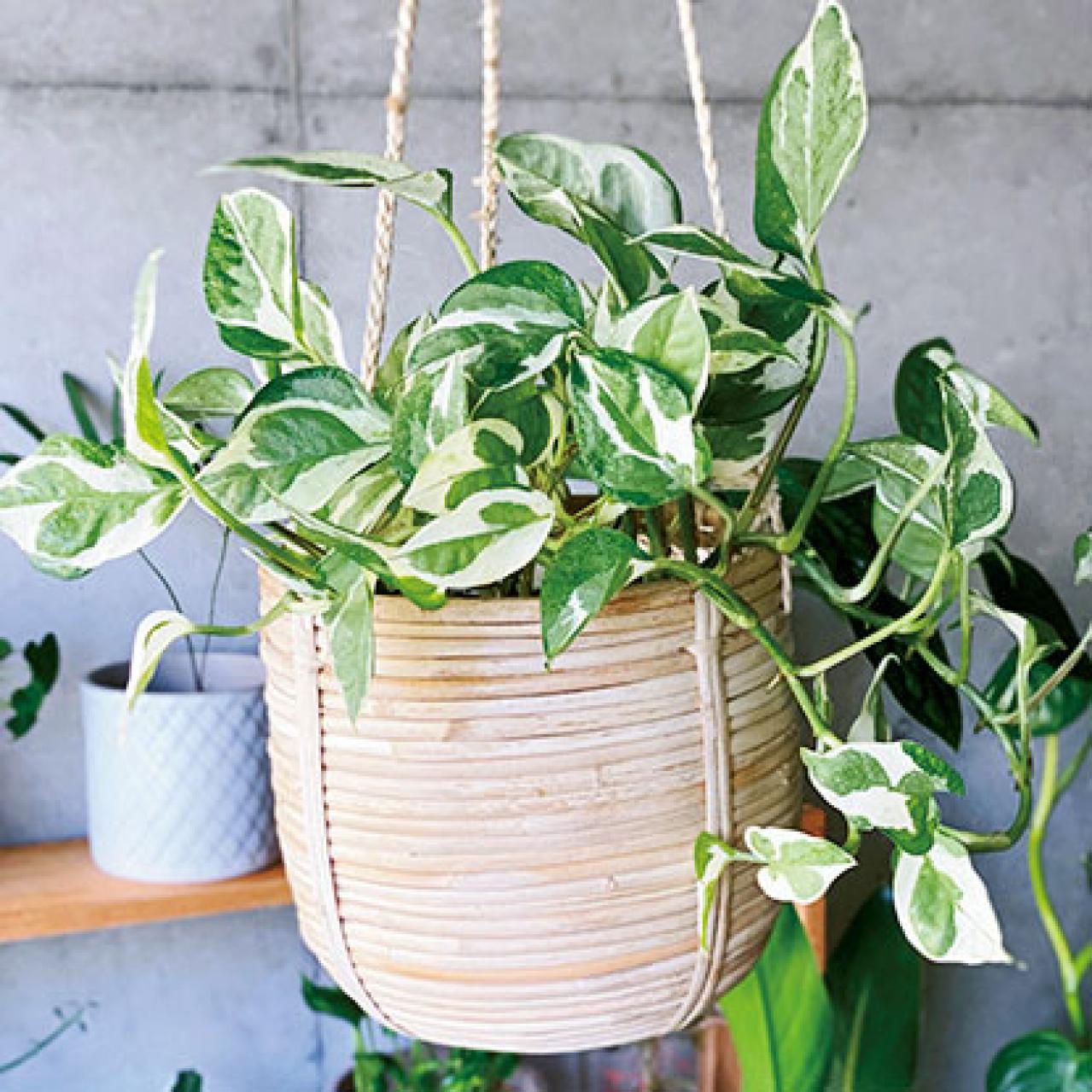 観葉植物のインテリア実例　古民家のような部屋＆コンクリート打ちっぱなしの壁（画像15）