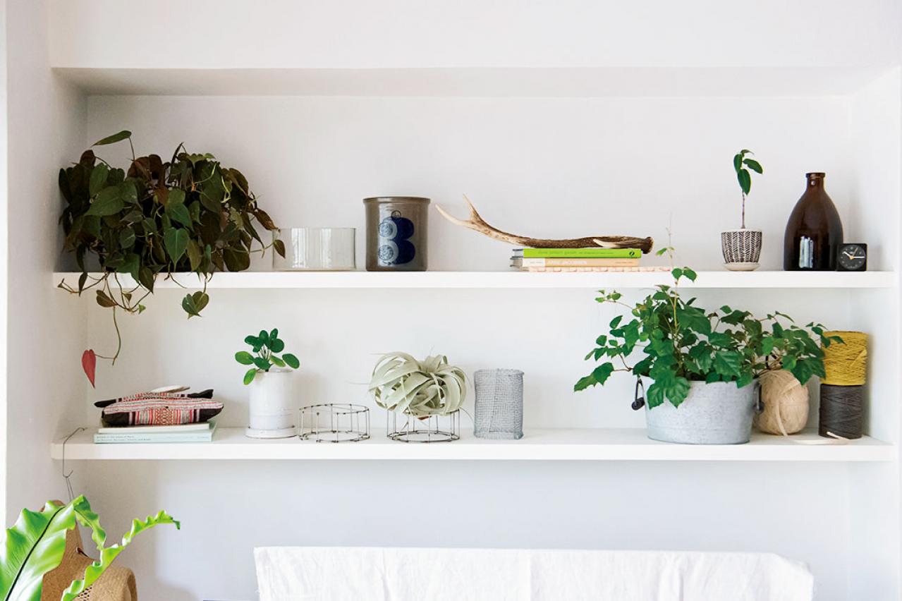 グリーンで部屋がおしゃれに見えるテクニック5  プロが伝授【観葉植物】（画像3）