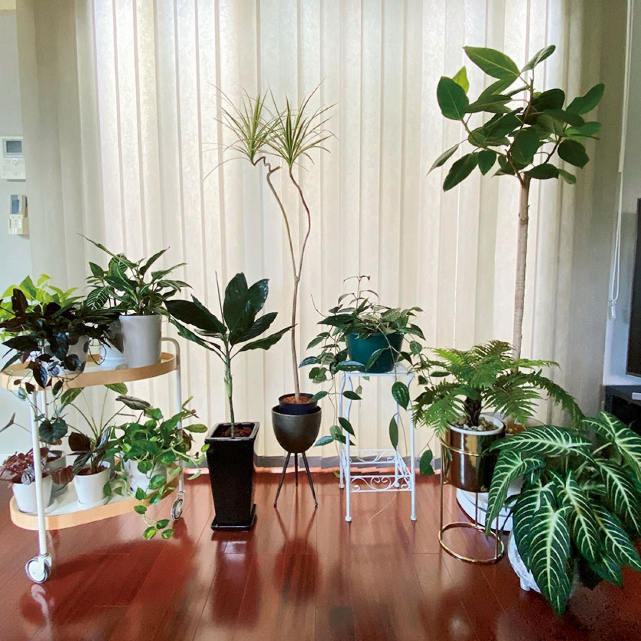 観葉植物のインテリア実例　ハンギングと床置きの絶妙バランス&和モダンな空間（画像4）