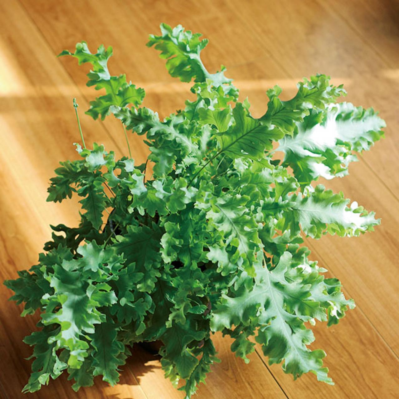 【観葉植物】植物大好きインスタグラマーの観葉生活を拝見Part３｜コンセプトは日本庭園。植物の数もお世話も引き算の発想で！【実例】（画像11）