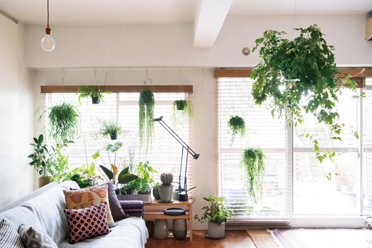 グリーンで部屋がおしゃれに見えるテクニック5  プロが伝授【観葉植物】
