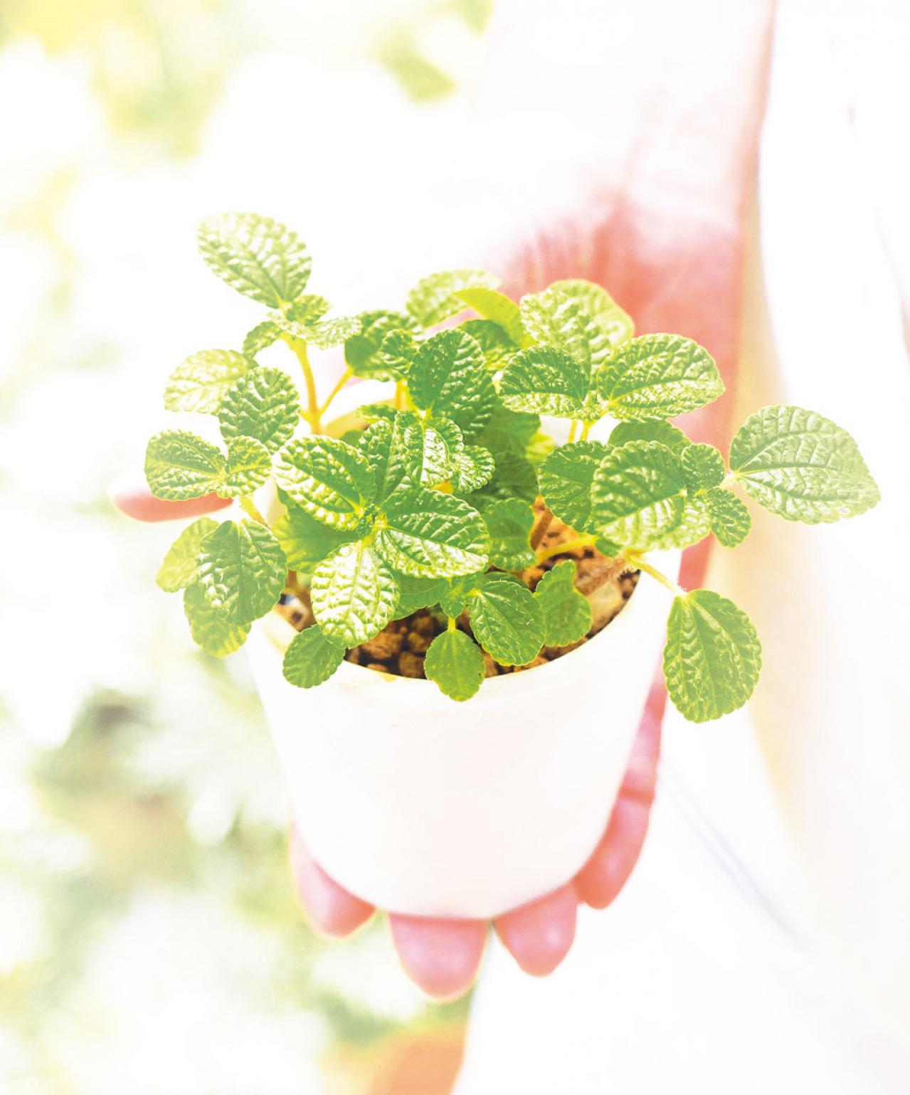 ミニ観葉植物の育て方まるわかりガイド。鉢の選び方からお手入れまで（画像20）