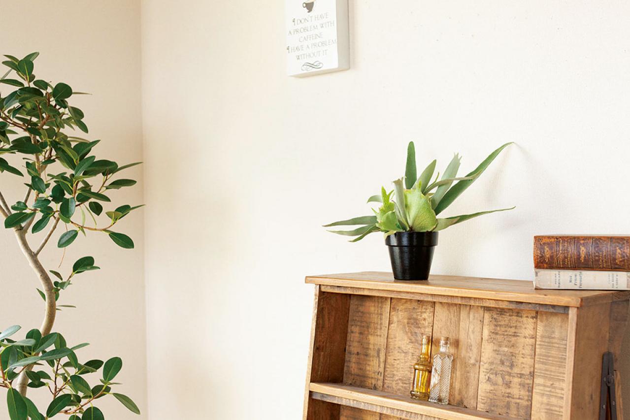 【ミニ観葉植物】人気15選！　人気ネットショップ「e -花屋さん」がおすすめ（画像6）