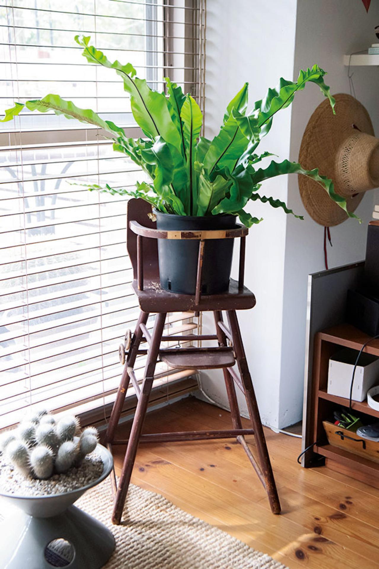 グリーンで部屋がおしゃれに見えるテクニック5  プロが伝授【観葉植物】（画像4）