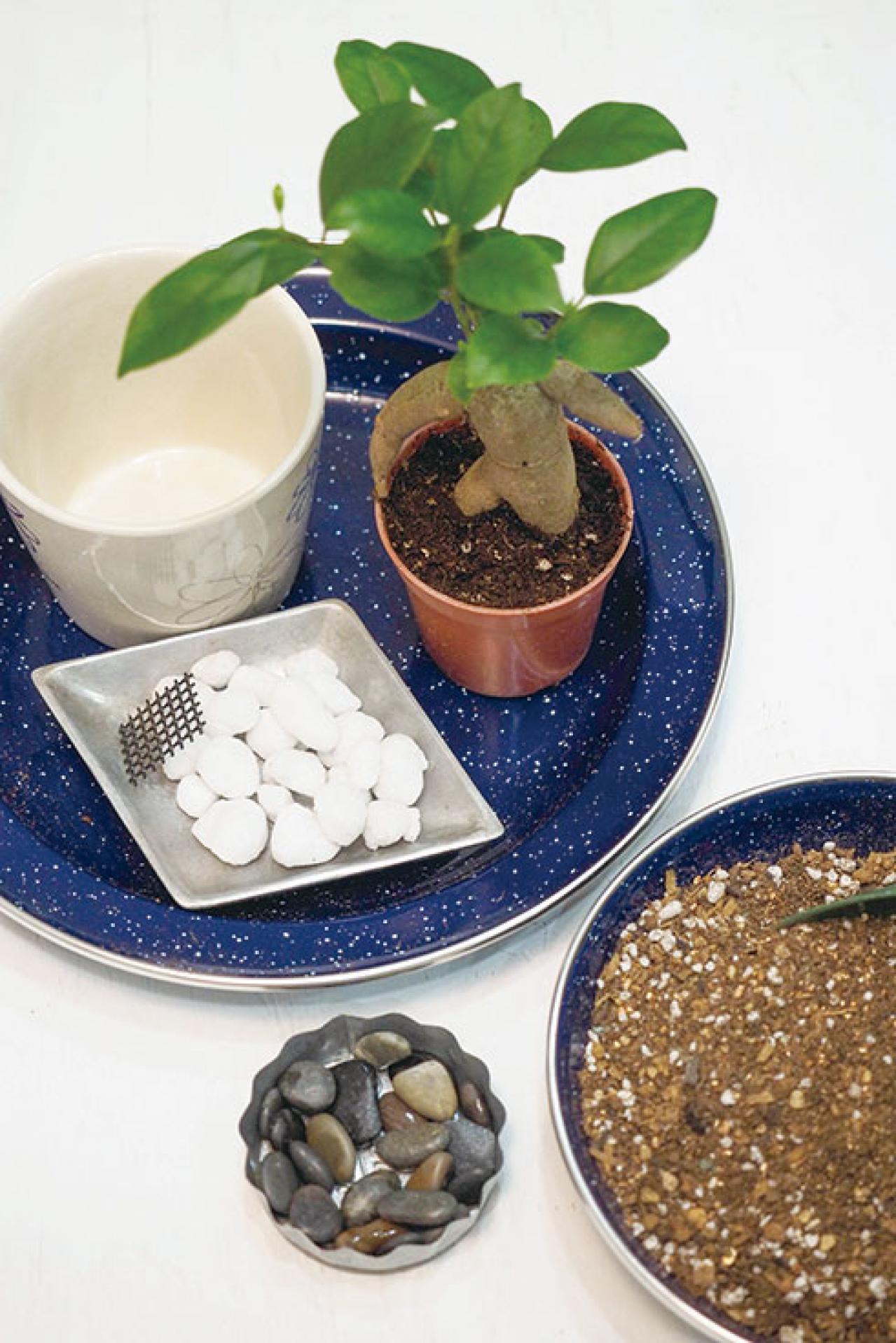 ミニ観葉植物の育て方まるわかりガイド。鉢の選び方からお手入れまで（画像10）