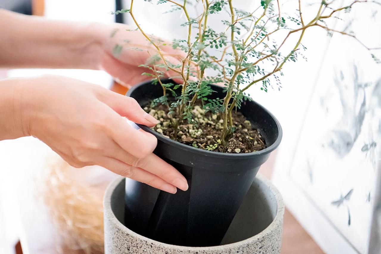 初めての私にもできそう！　プロが伝授　インドアグリーンのある心地いい空間のつくり方【観葉植物】（画像6）