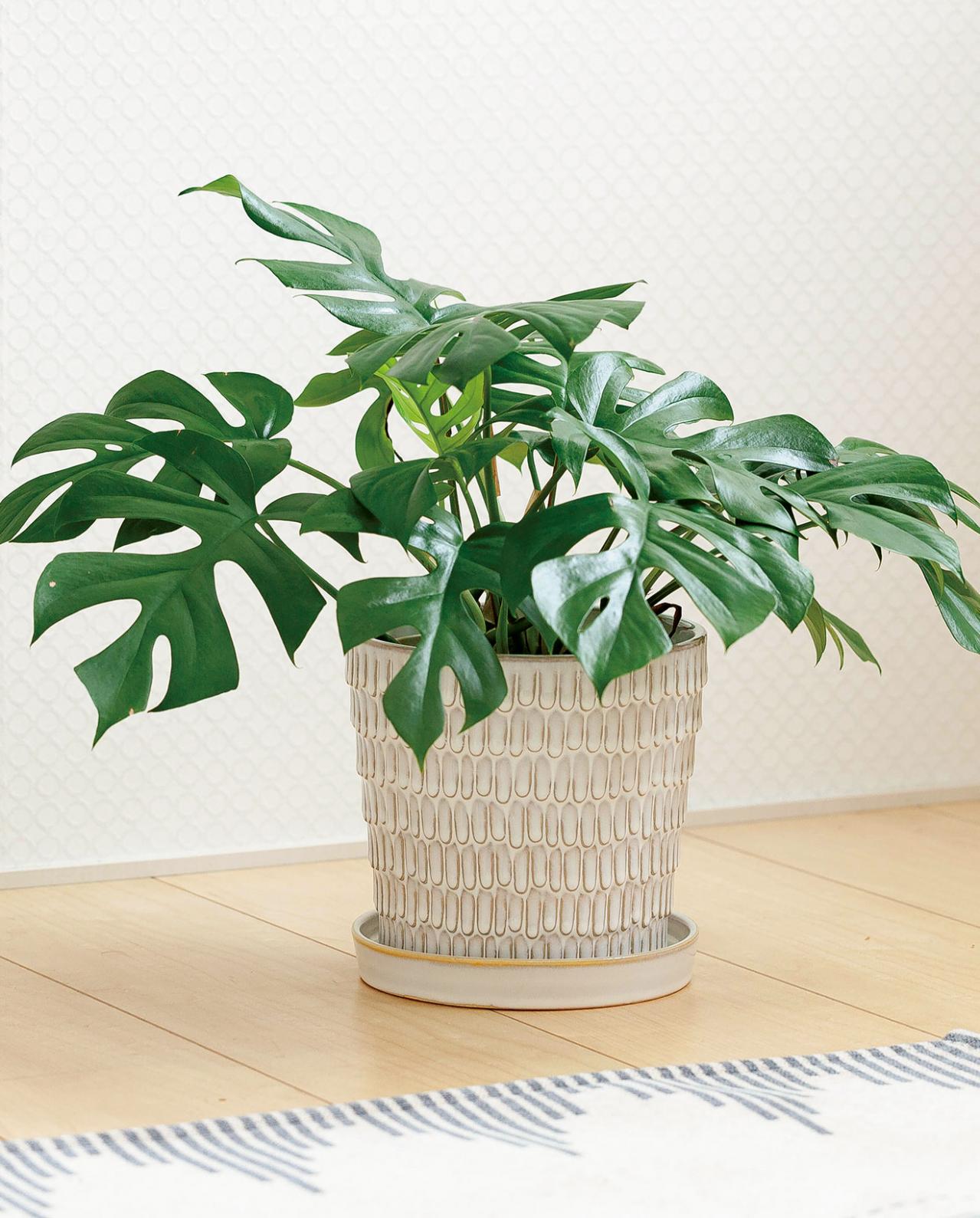 【ミニ観葉植物】人気15選！　人気ネットショップ「e -花屋さん」がおすすめ（画像7）