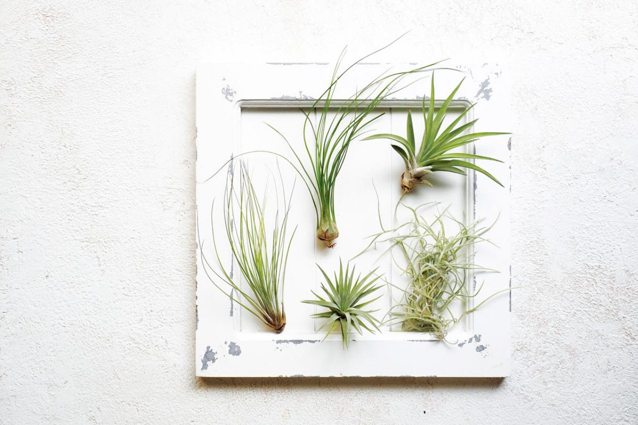 【観葉植物】エアプランツ「チランジア」の初心者におすすめ19選【保存版】