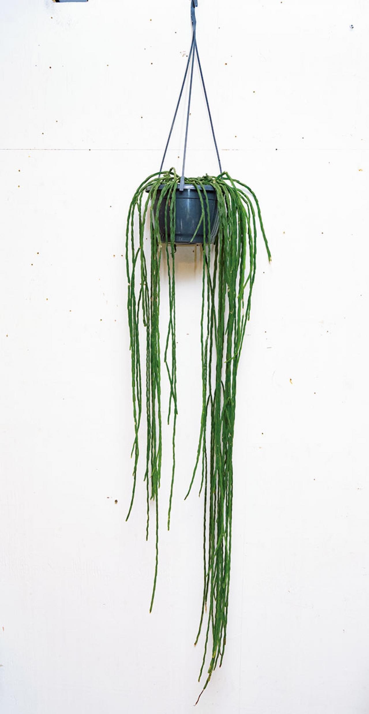 中型&大型の観葉植物おすすめ13選。家の中で育てるシンボルツリー　（画像14）