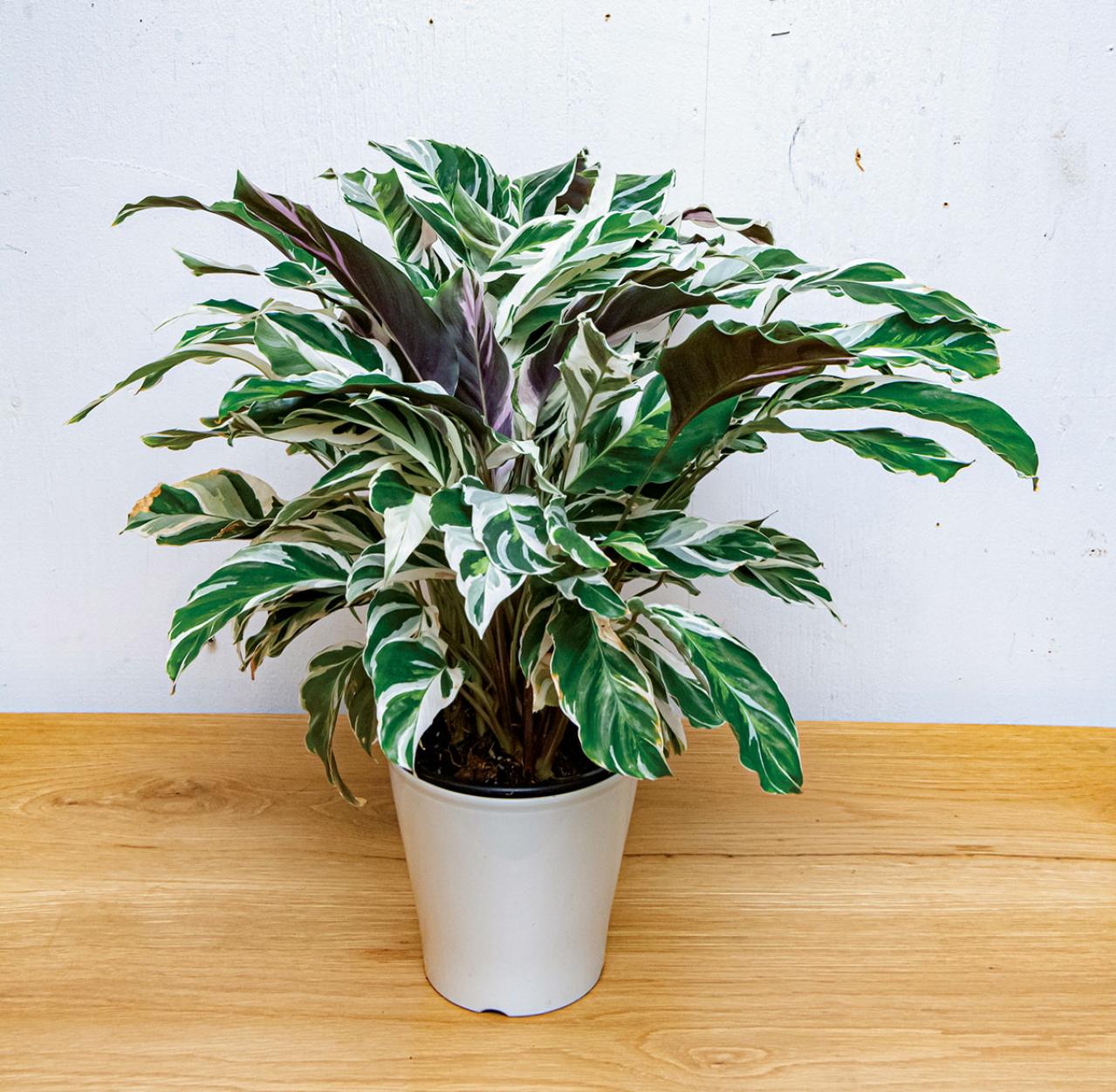 【観葉植物】家の中のシンボルツリーになる 中型と大型おすすめ13選（画像6）