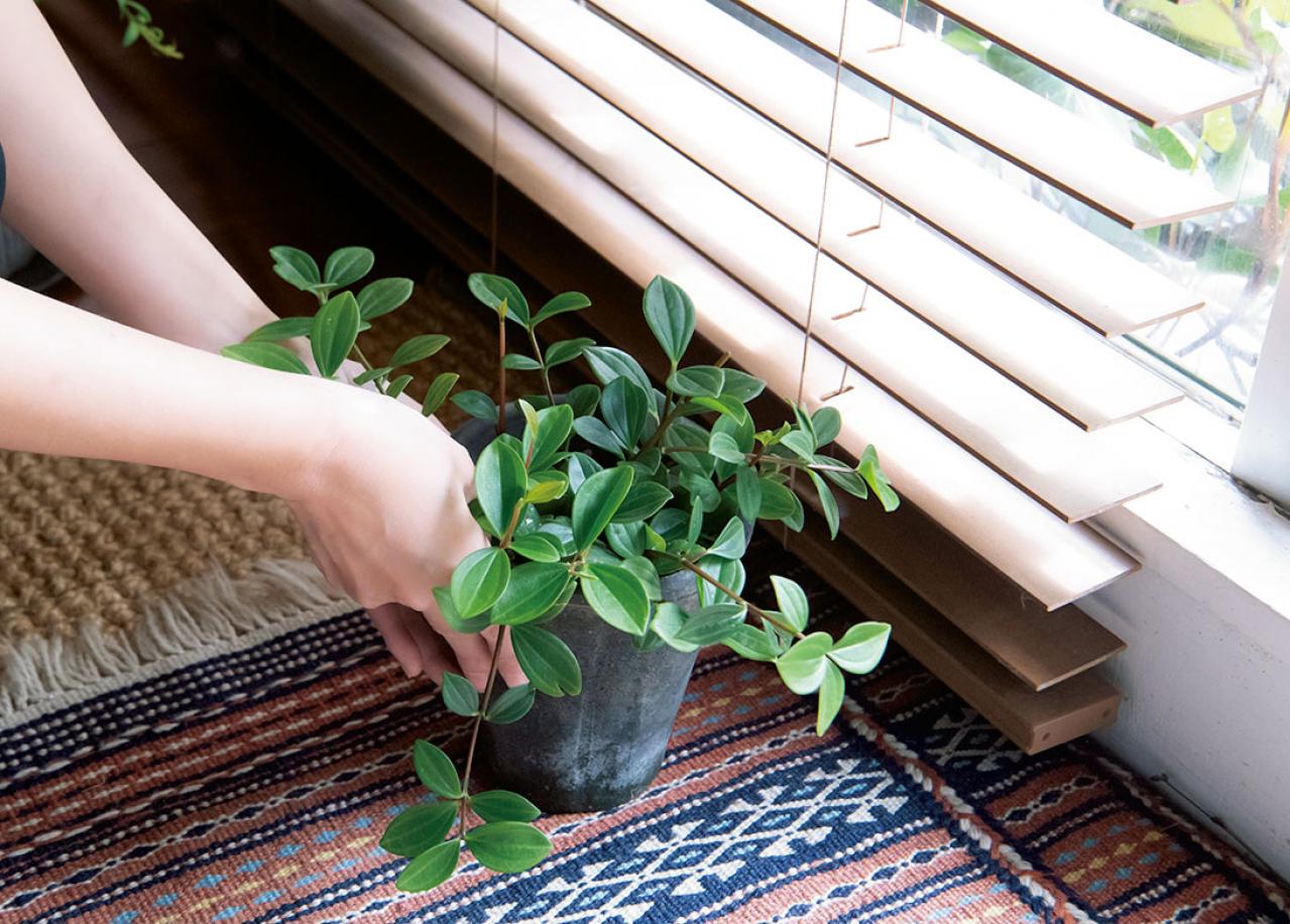 【観葉植物の育て方 Q＆A】元気がない、葉が落ちた、旅行中は、虫対策、お風呂に置いていい？ 18の質問にプロが回答（画像2）