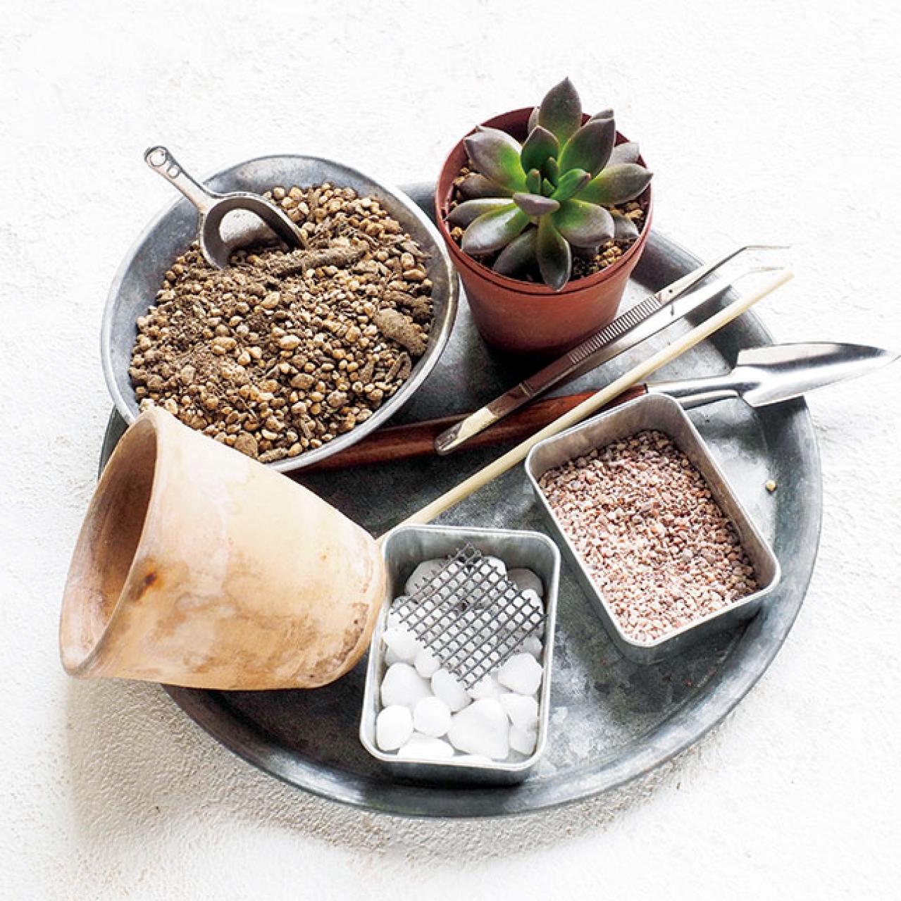 初心者でも簡単！多肉植物&サボテンの育て方。水やり、肥料、増やし方もわかる【保存版】（画像3）