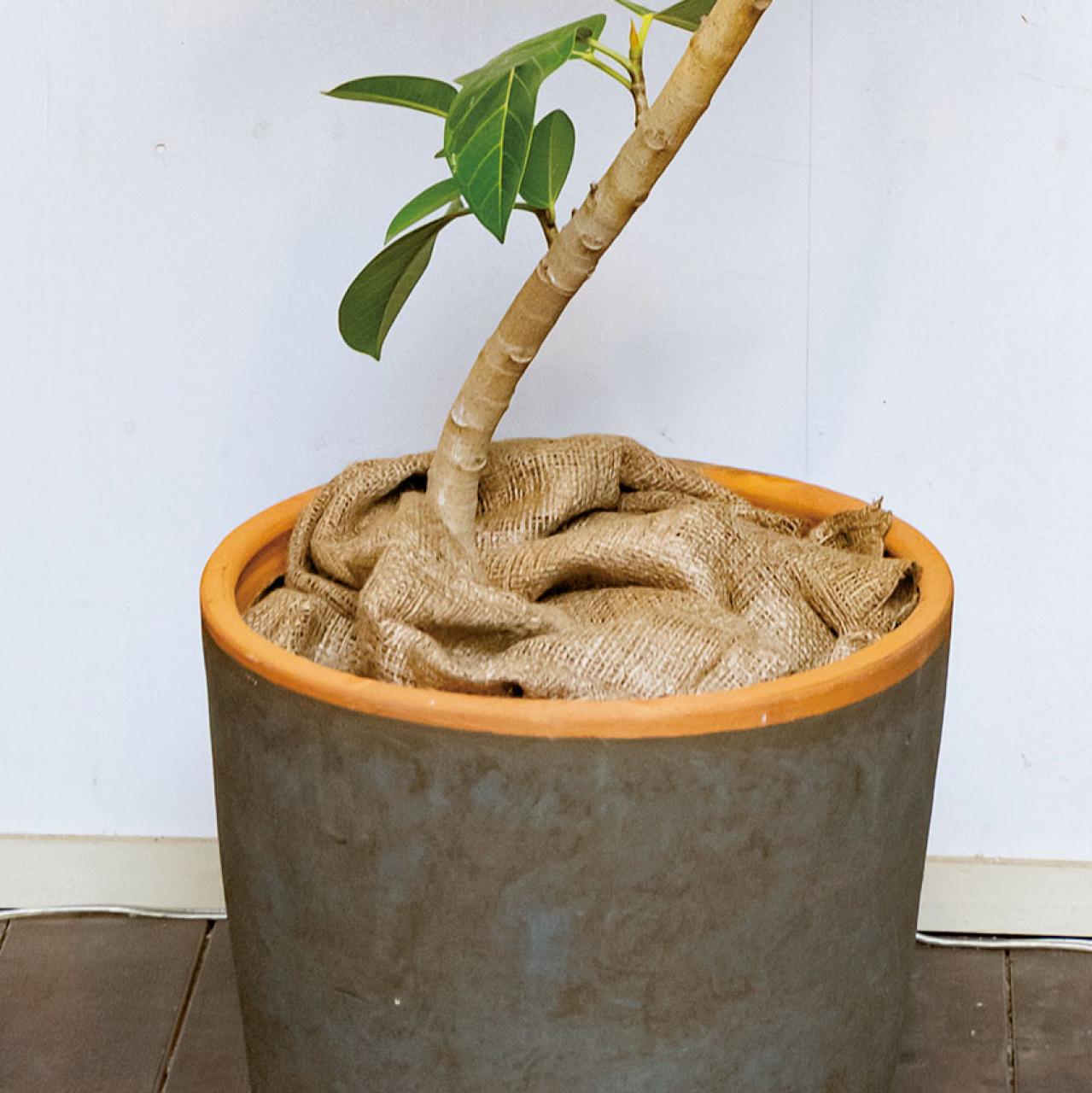 中型&大型観葉植物の育て方。置き場所、水やり、肥料、植えかえ、鉢の大きさは？（画像3）