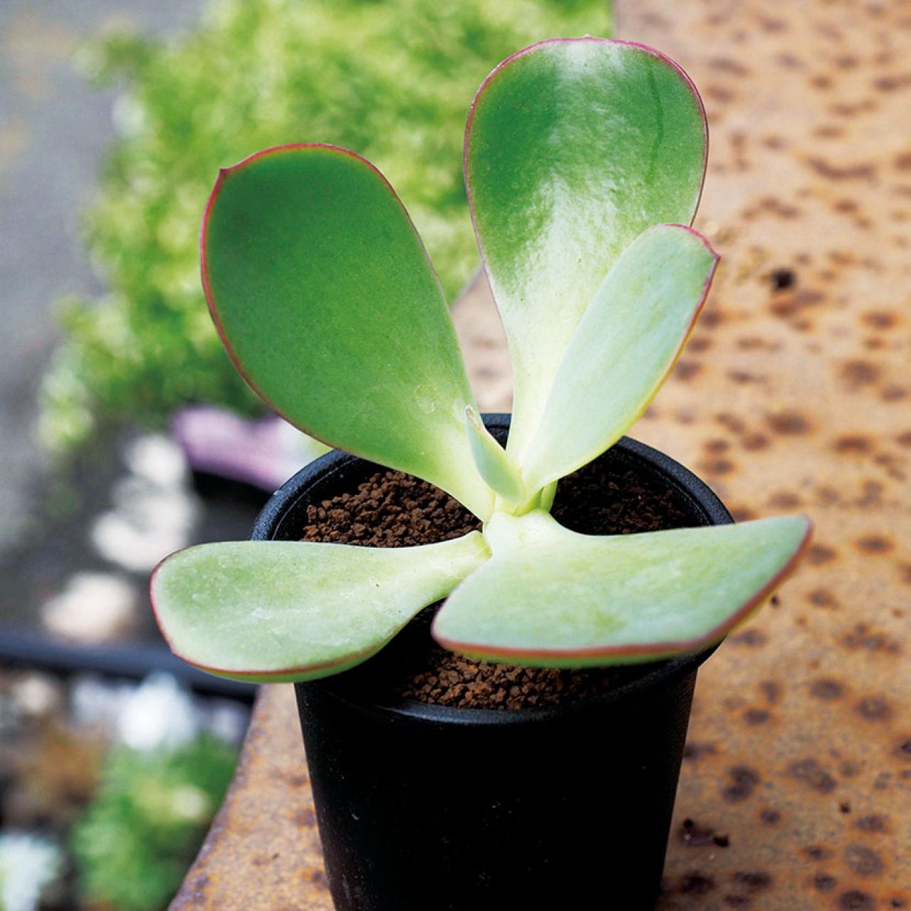 初心者でも育てやすい！多肉植物のおすすめ25選＋小さなサボテン４選（画像7）