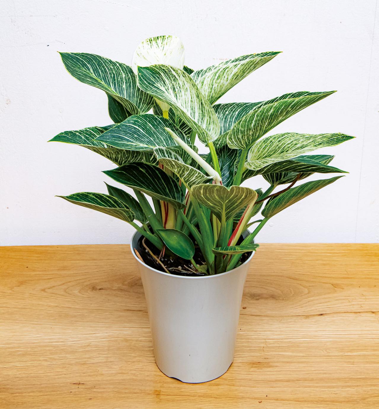 【観葉植物】家の中のシンボルツリーになる 中型と大型おすすめ13選（画像2）