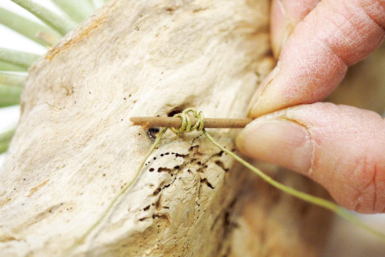 【観葉植物】エアプランツを流木に固定したらこうなった！　【チランジア】のディスプレーアイディア５（画像7）