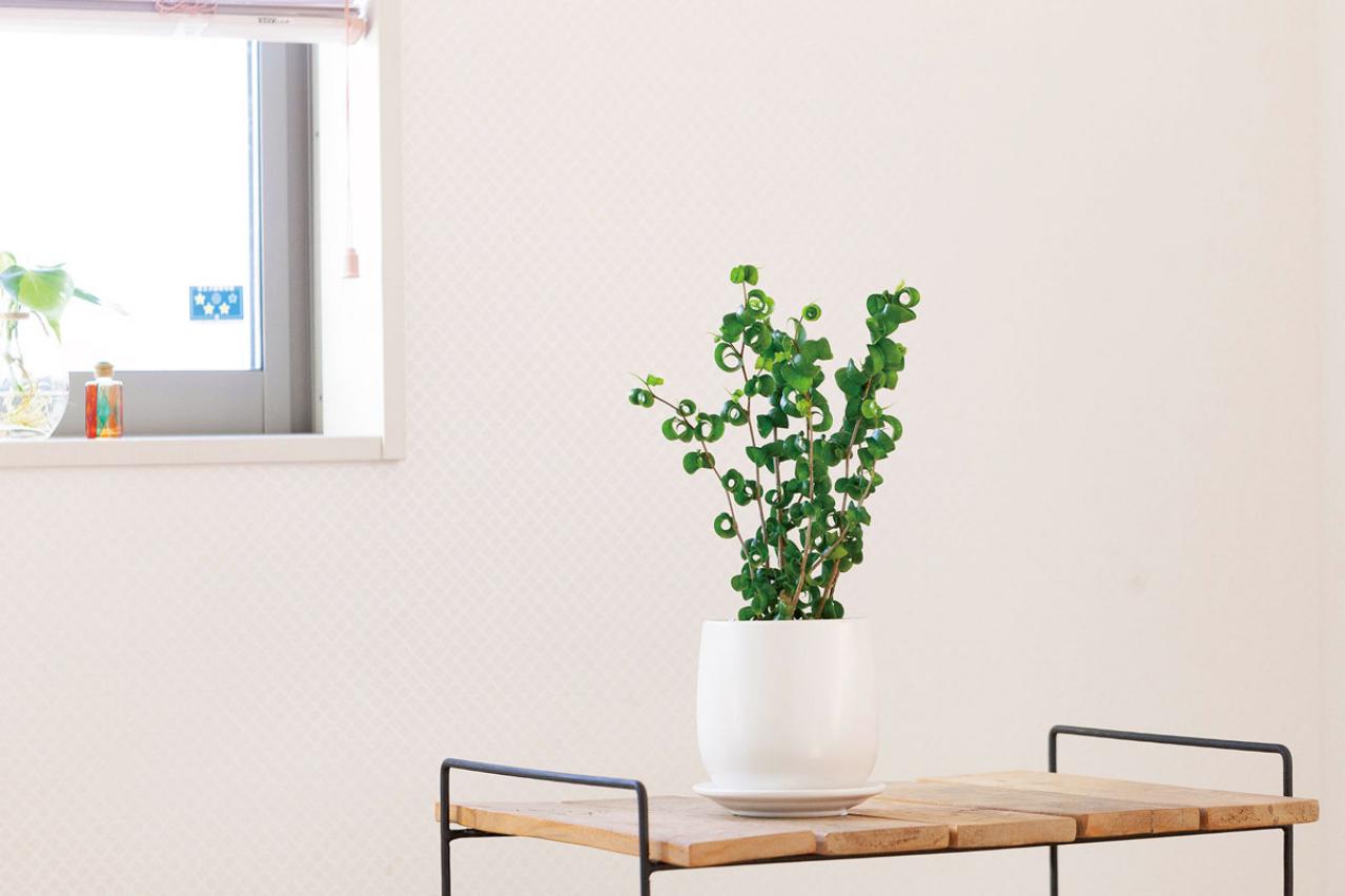 【ミニ観葉植物】人気15選！　人気ネットショップ「e -花屋さん」がおすすめ（画像22）