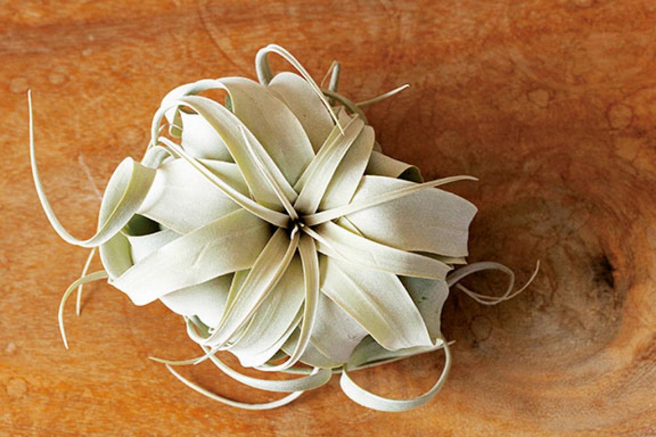 【ミニ観葉植物】人気15選！　人気ネットショップ「e -花屋さん」がおすすめ（画像18）