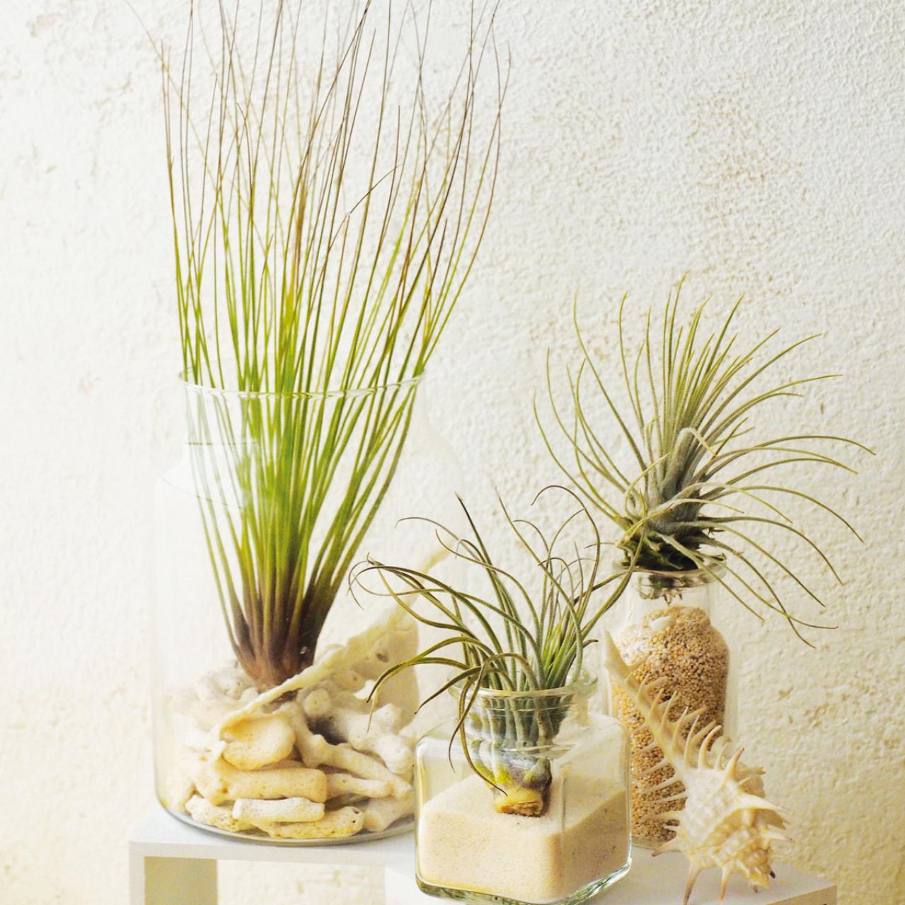 【観葉植物】チランジア（エアプランツ）の育て方　水やり・光と温度・ソーキングとは？