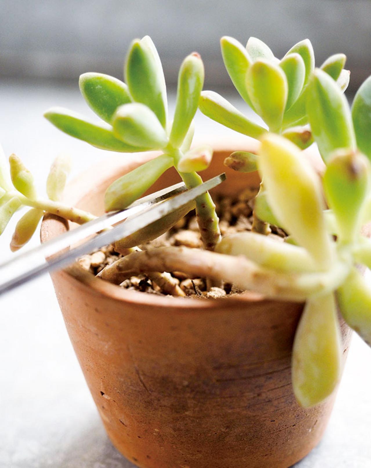 初心者でも簡単！多肉植物&サボテンの育て方。水やり、肥料、増やし方もわかる【保存版】（画像12）