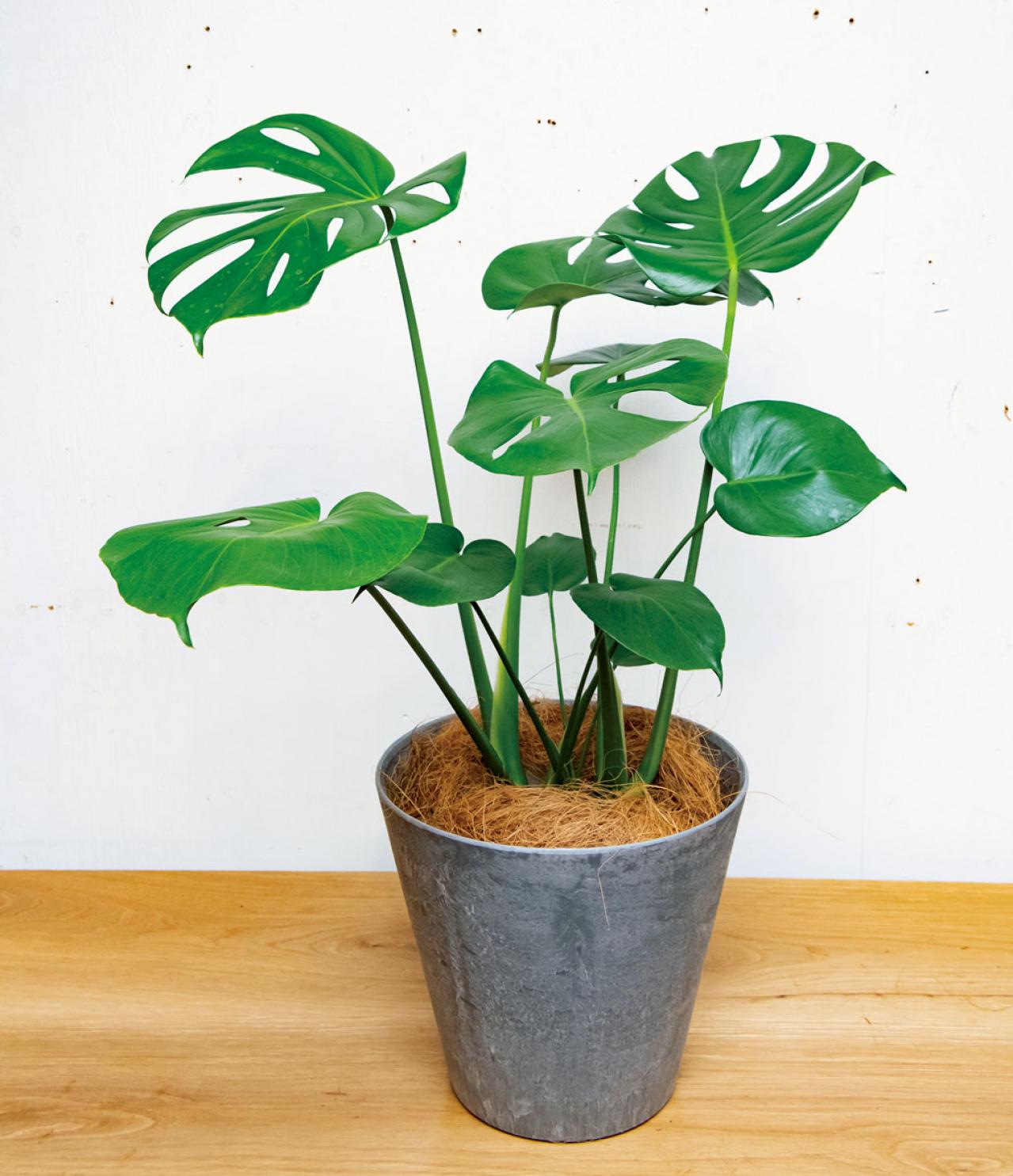 【観葉植物】家の中のシンボルツリーになる 中型と大型おすすめ13選（画像4）