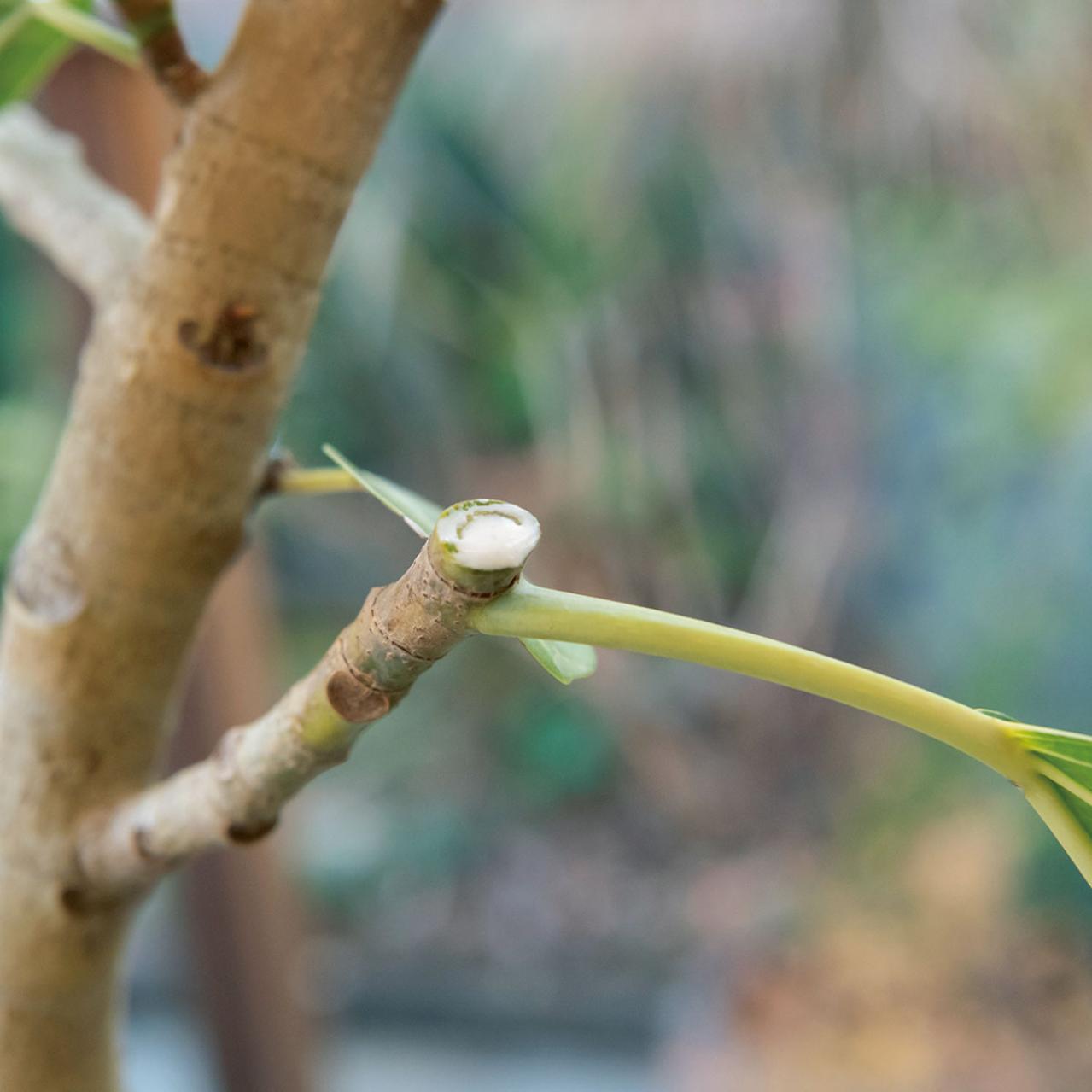 中型&大型観葉植物の育て方。置き場所、水やり、肥料、植えかえ、鉢の大きさは？（画像8）